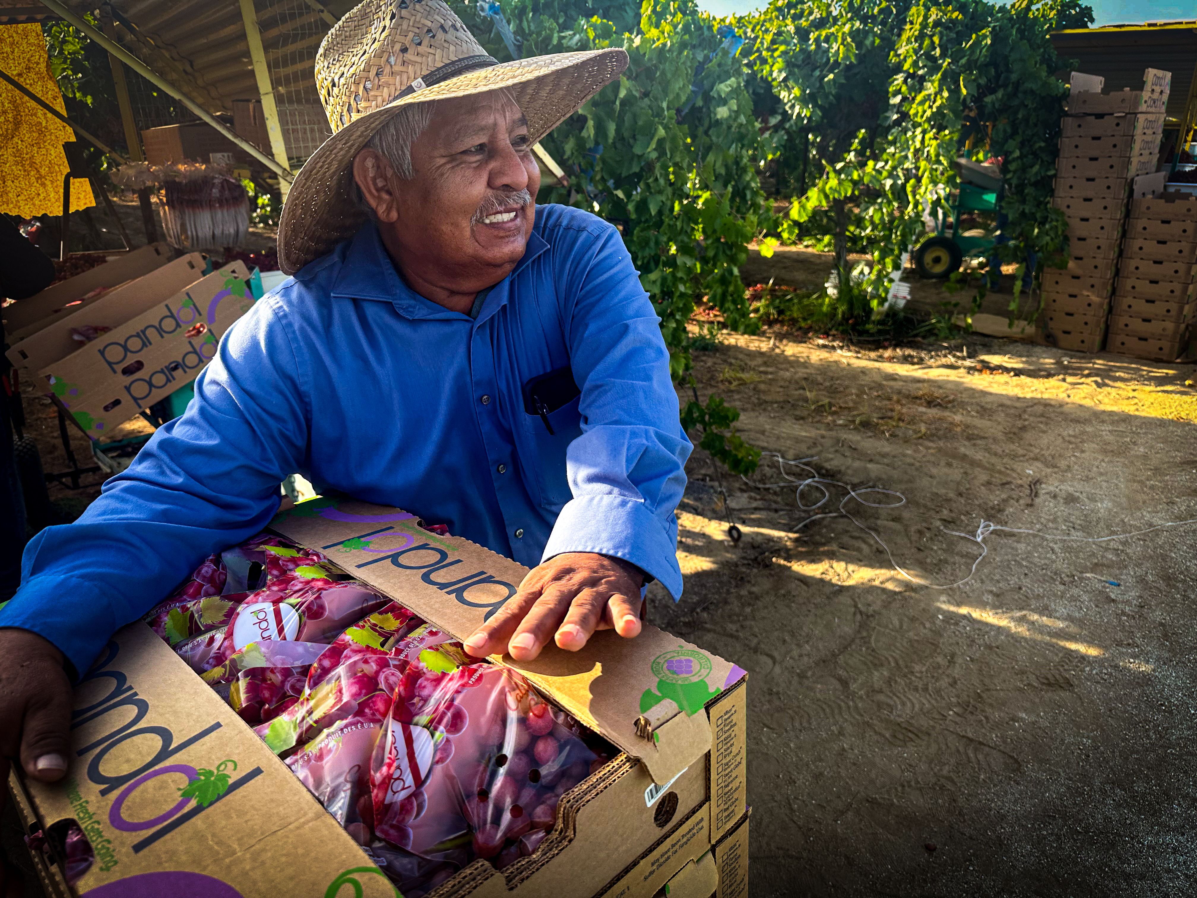 Angel Ramos, 67, Richgrove , California, moves grapes after picking them in Lamont, California.