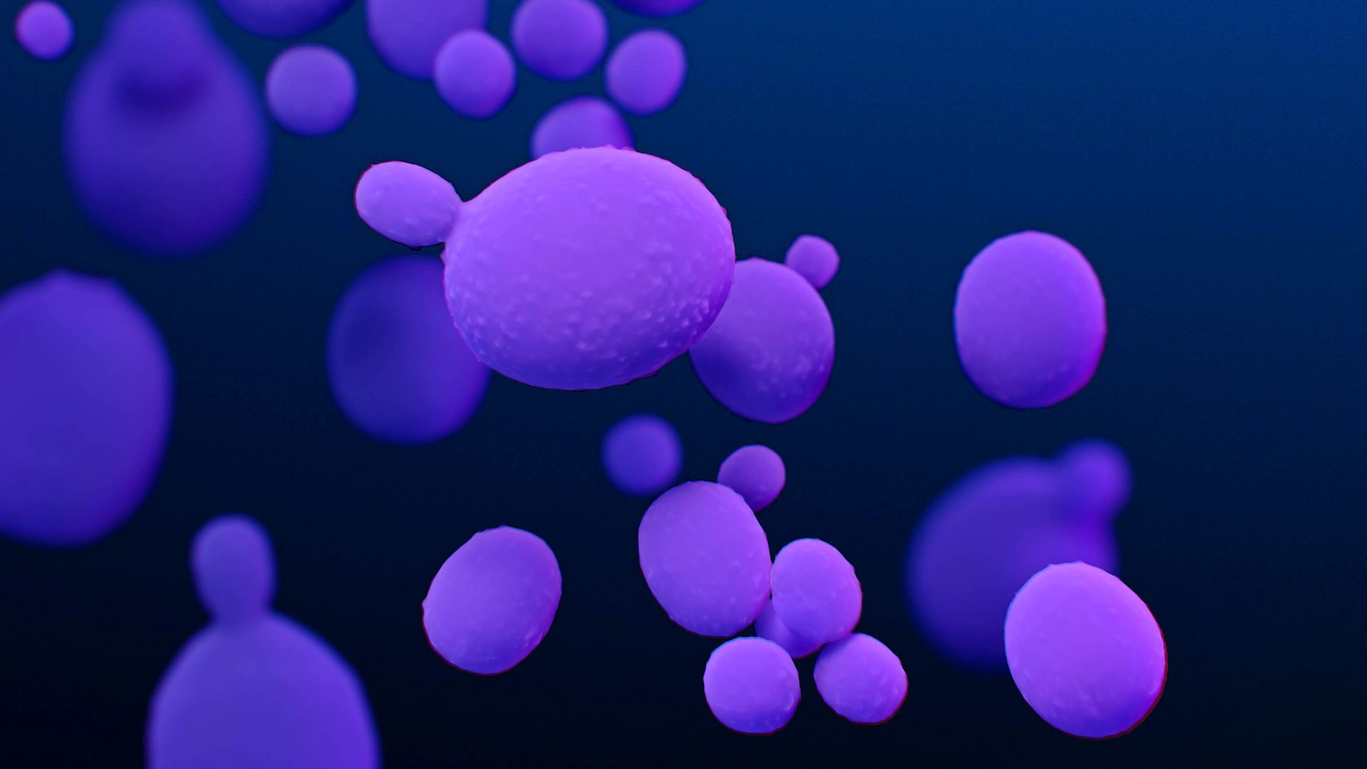 Medical illustration of drug-resistant C. Auris fungi