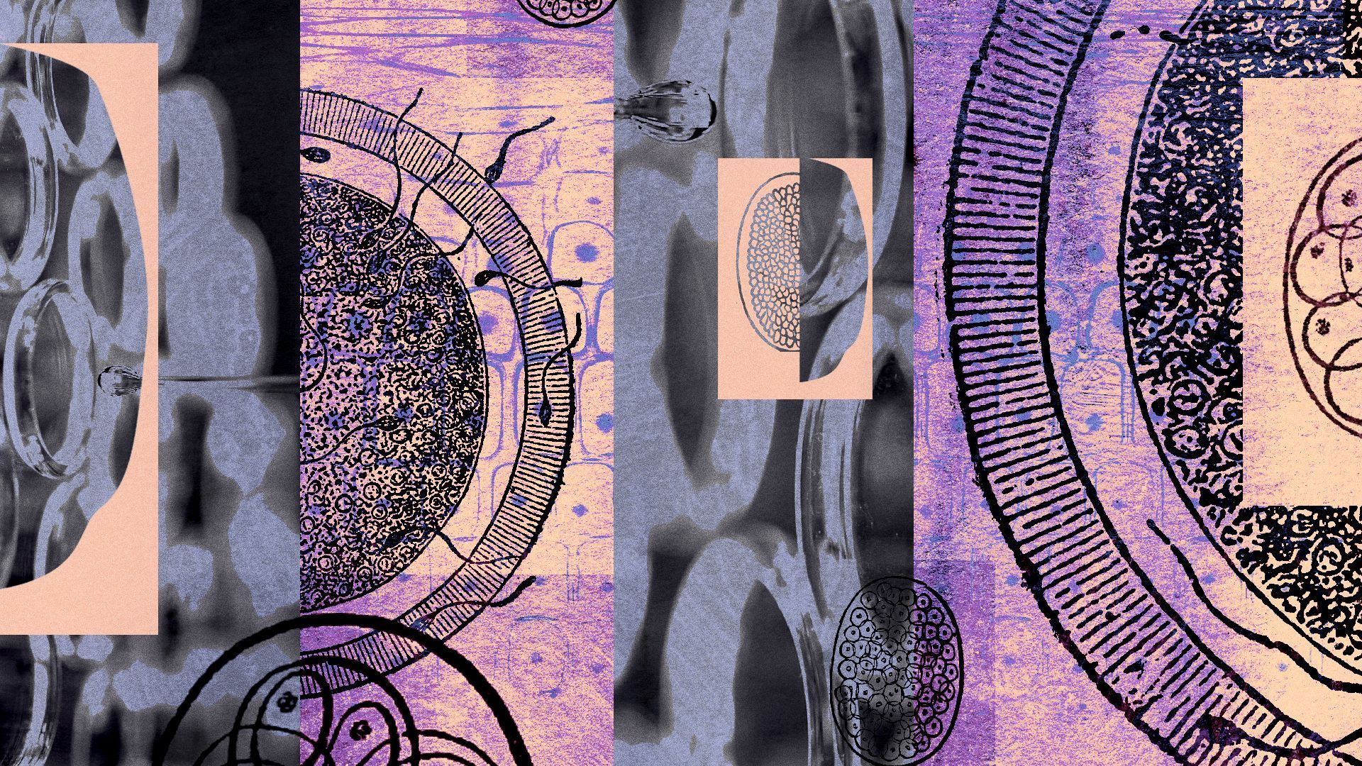 Illustration of a collage of embryo diagrams, molecular assays and engravings of sperm and eggs.