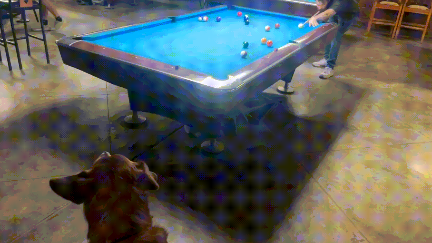 Pool hall with blue-felt tables; a man lines up a shot on a table while balls scatter. In the foreground, a brown dog watches. Wooden walls and chairs line the room.