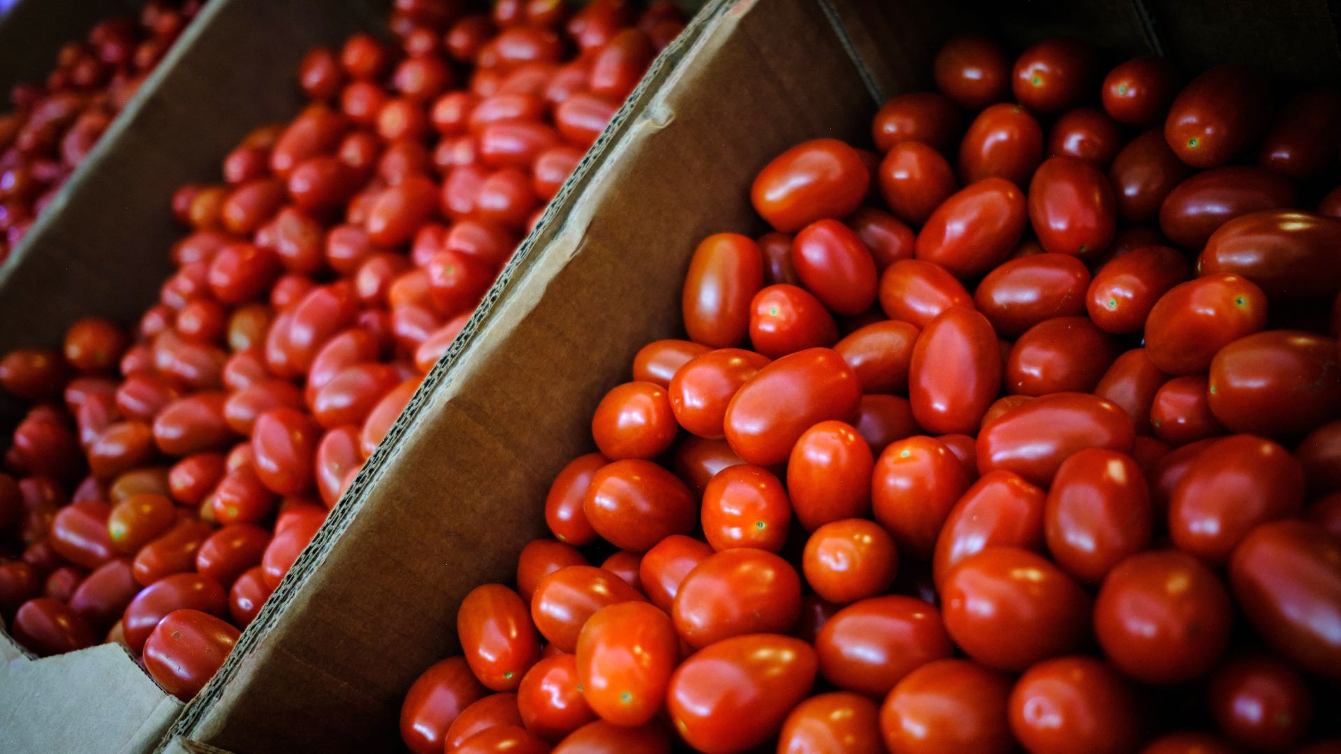 close up of cherry tomatoes