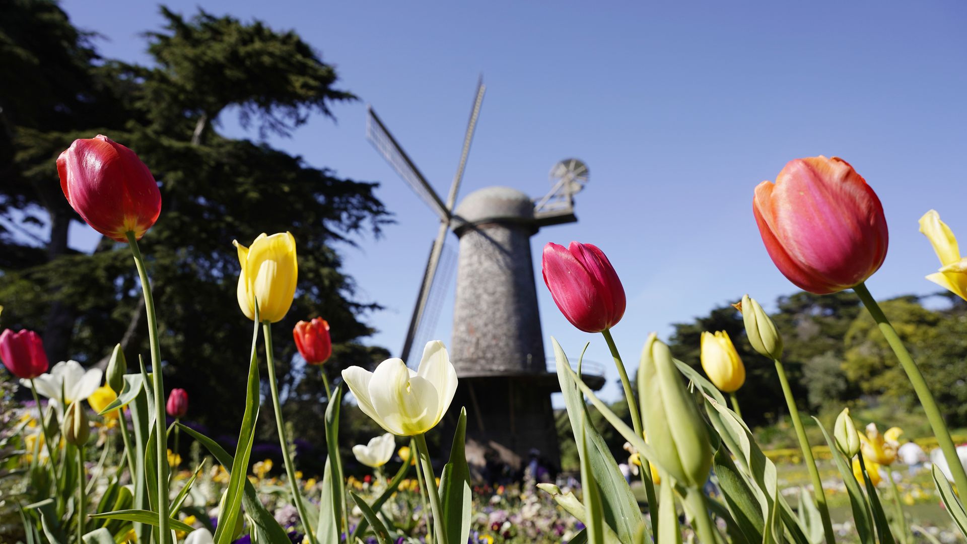 Tulip flowers bloom at Golden Gate Park.