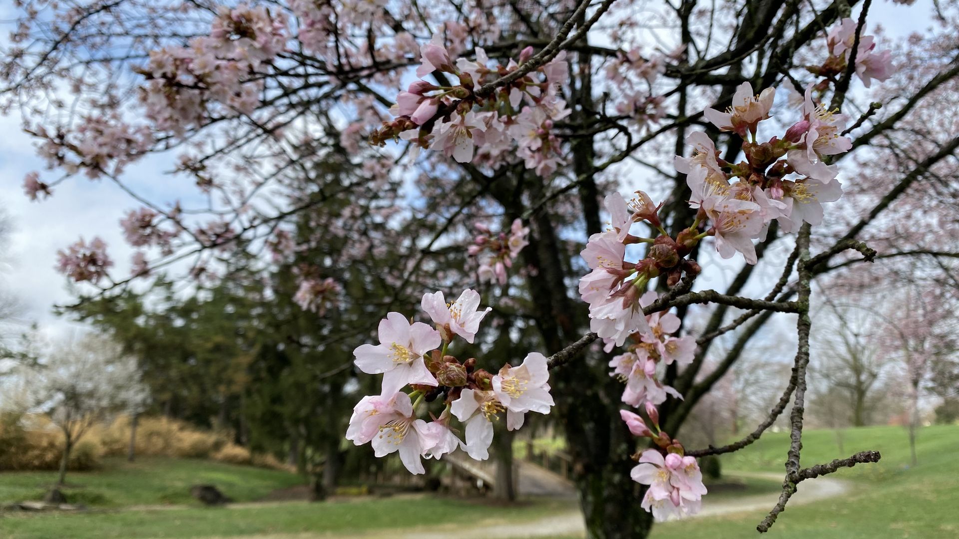 A close-up of cherry blossoms