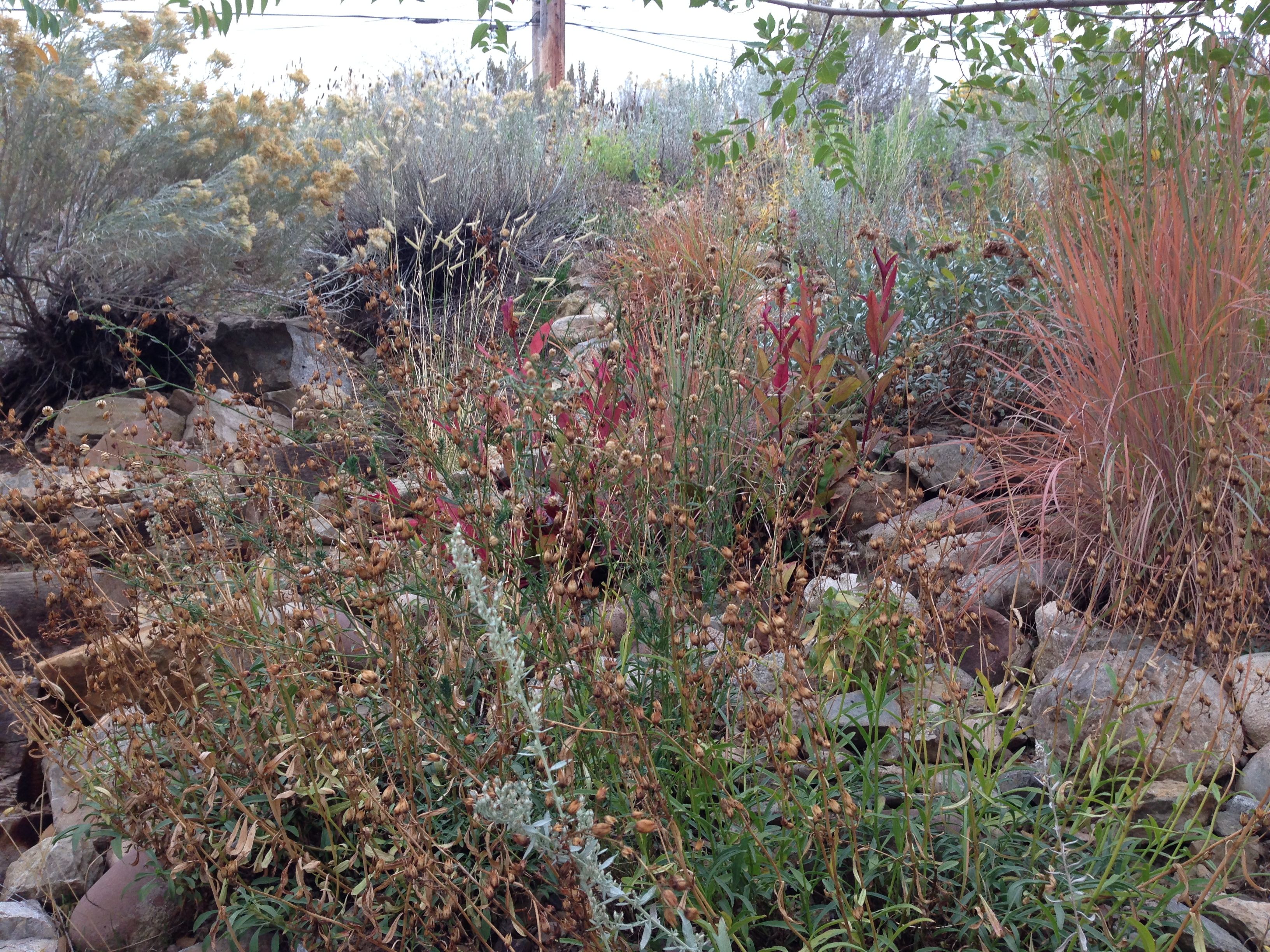 Flowers and grasses show their warm fall colors.