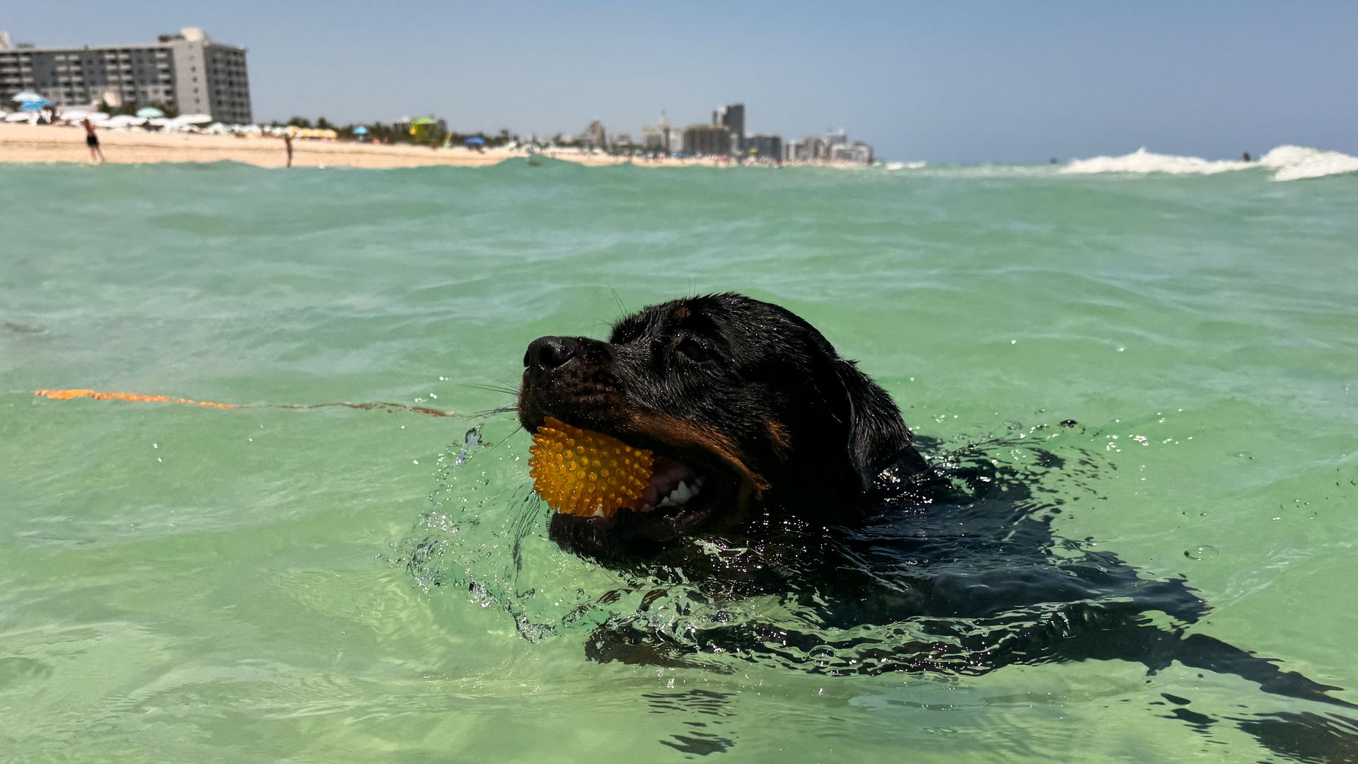 Dog swims in Atlantic Ocean in Miami Beach, United States on May 9, 2024. (Photo by Jakub Porzycki/NurPhoto via Getty Images)