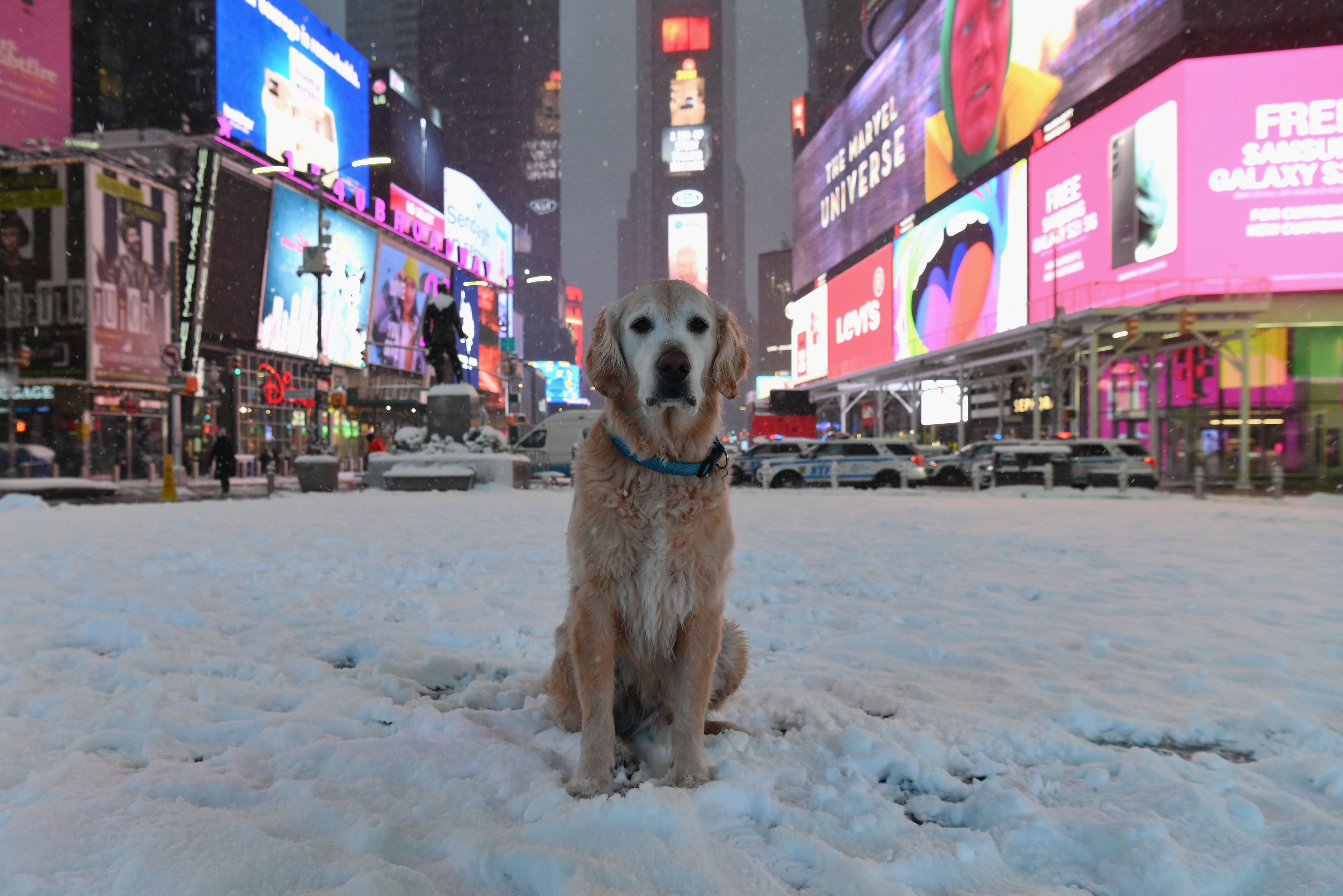 A dog sits in Times Square during a winter storm on February 1, 2021 in New York City. 