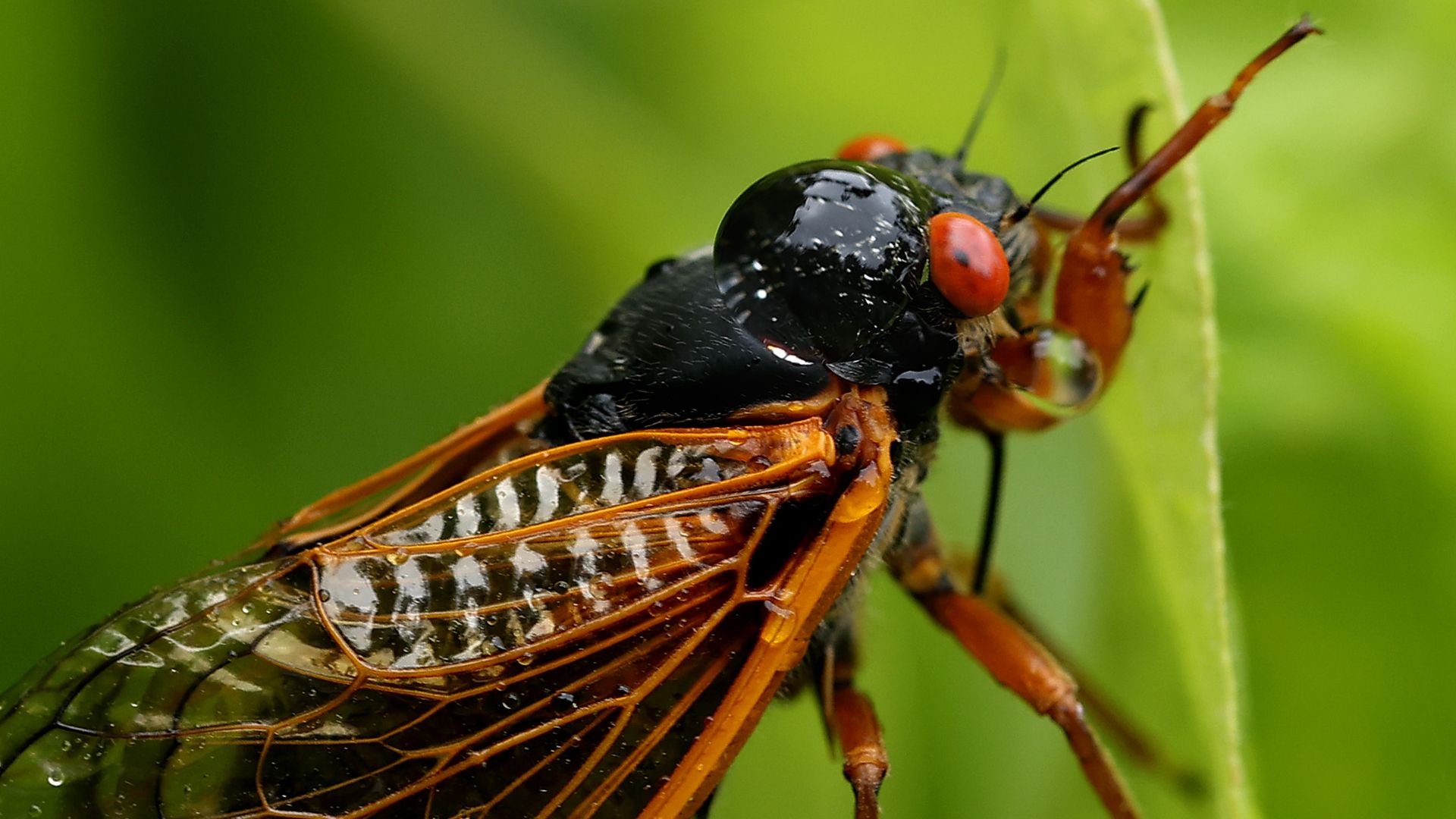 A cicada with red eyes posed in front of greenery.