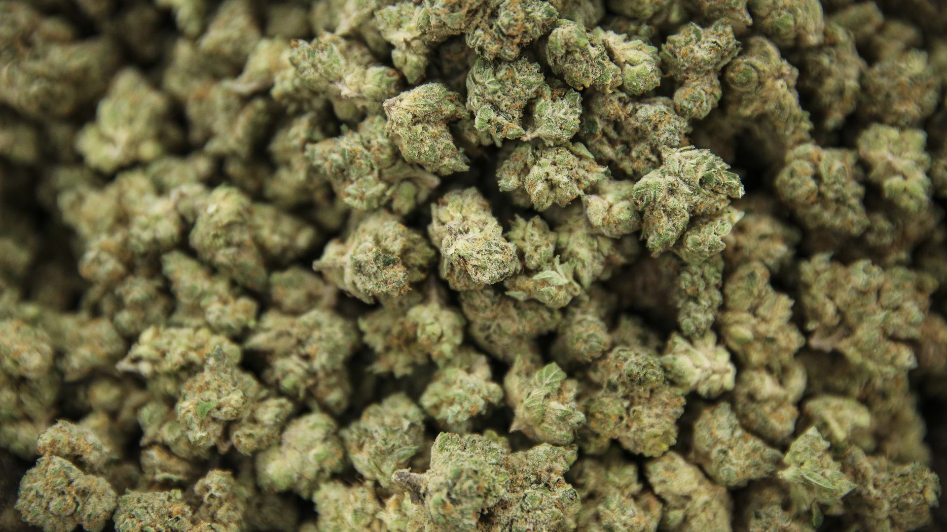 A photo from a marijuana processing facility in Medway, Massachusetts, from October 2021.