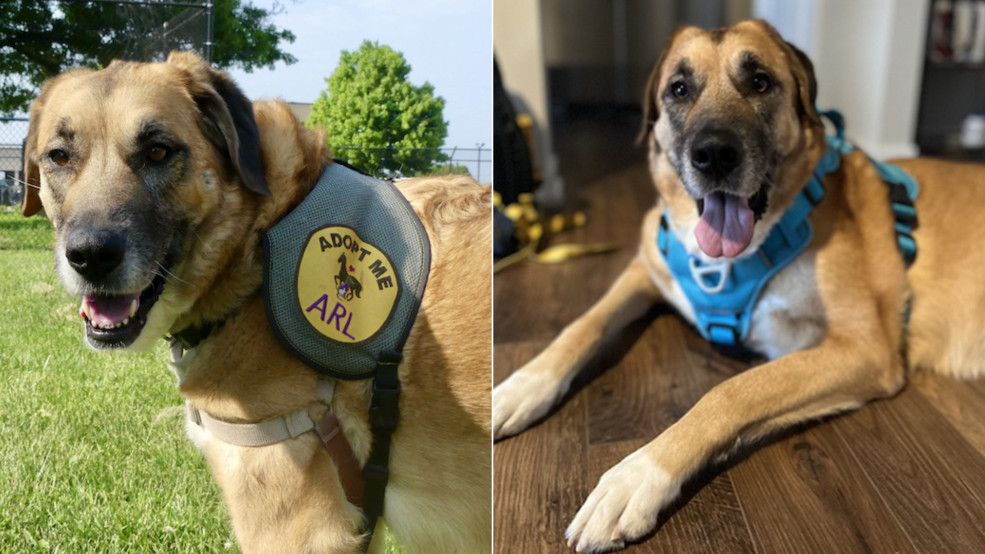 An Anatolian Shepherd