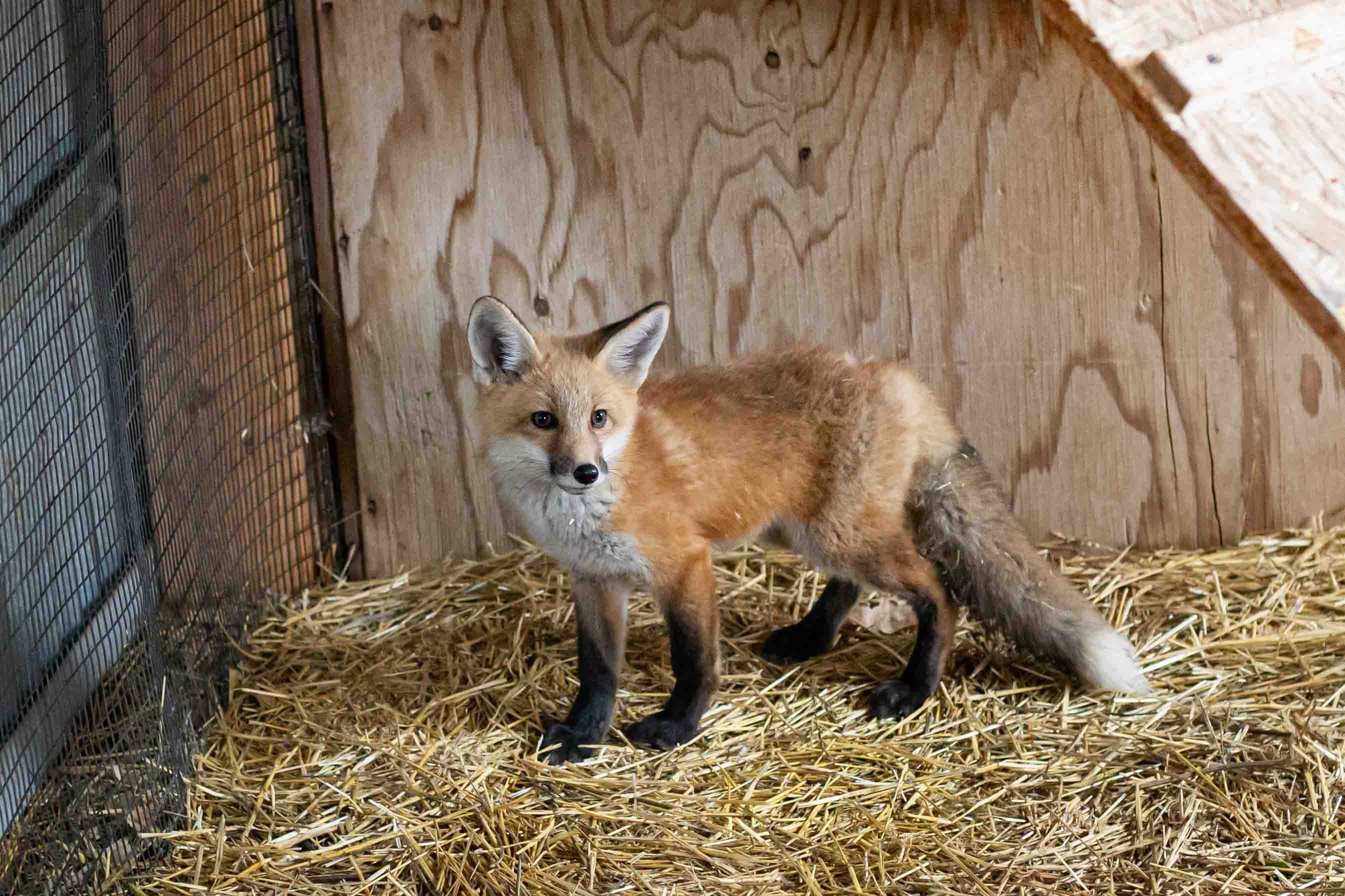 A young red fox in a wooden pen with straw on the floor.