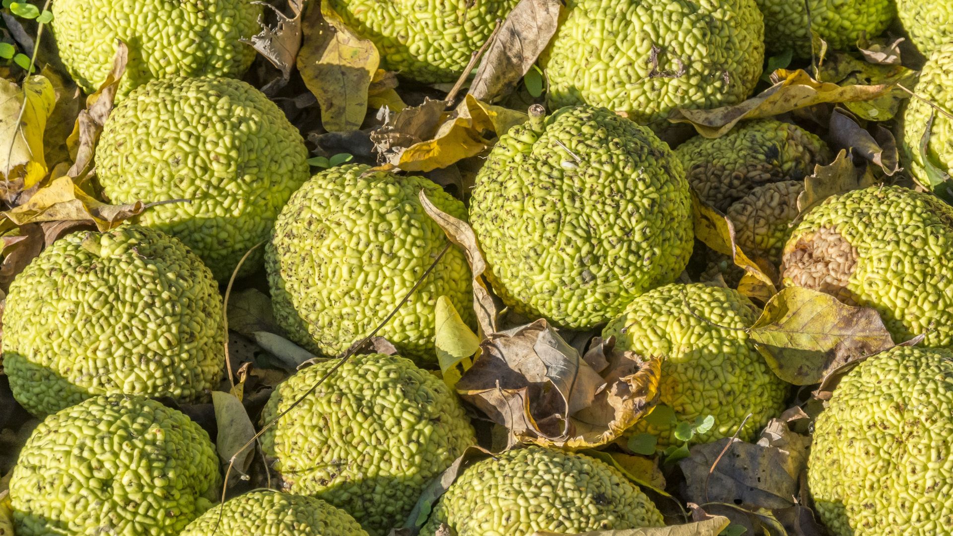 Ripe fruit of a mature Osage orange tree. (Photo by: Education Images/Universal Images Group via Getty Images)