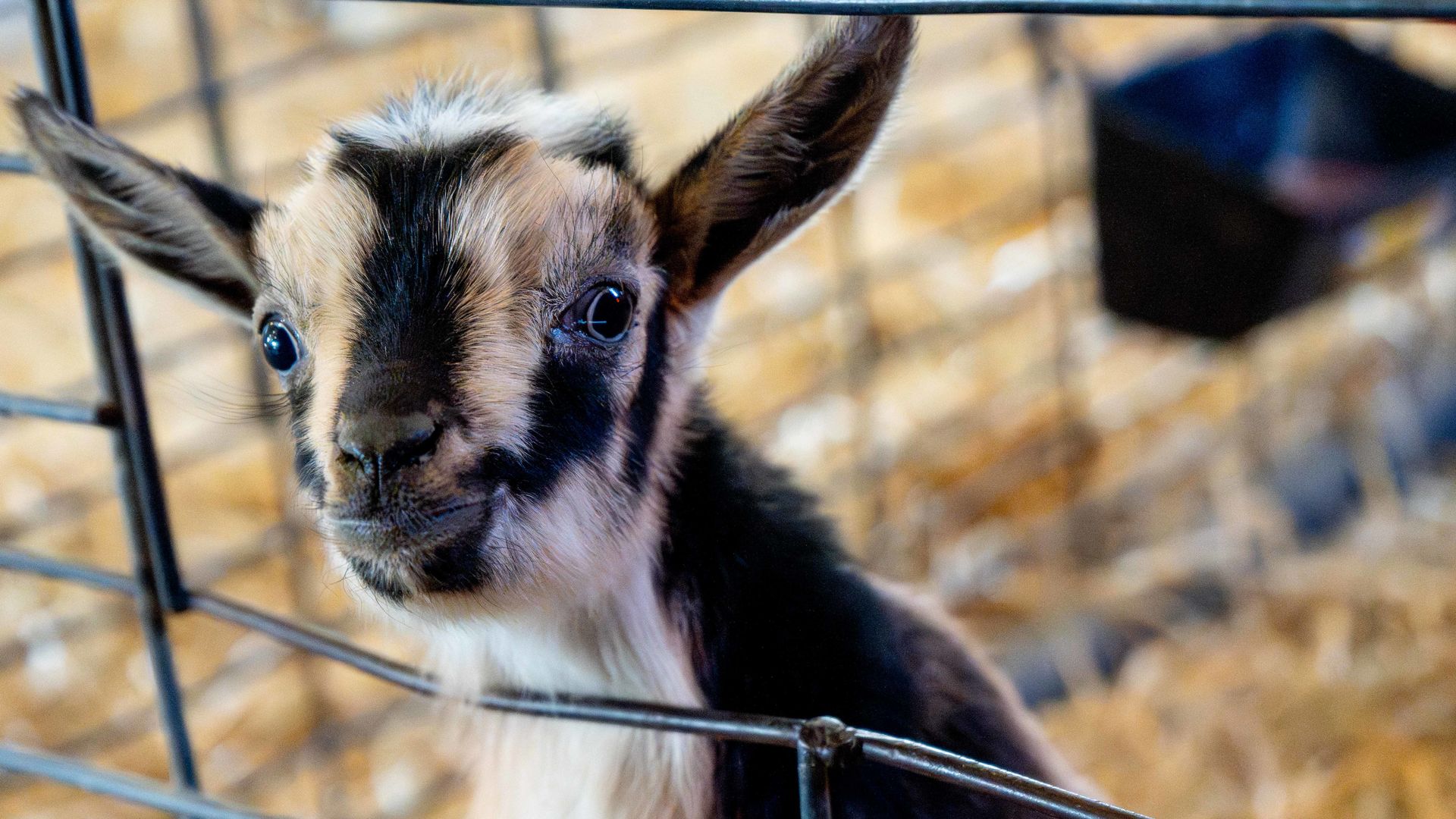 Close-up of a curious goat peeking through a metal fence. Black and white fur, large ears, and a blue-eyed gaze, with a blurred barn and straw in the background.