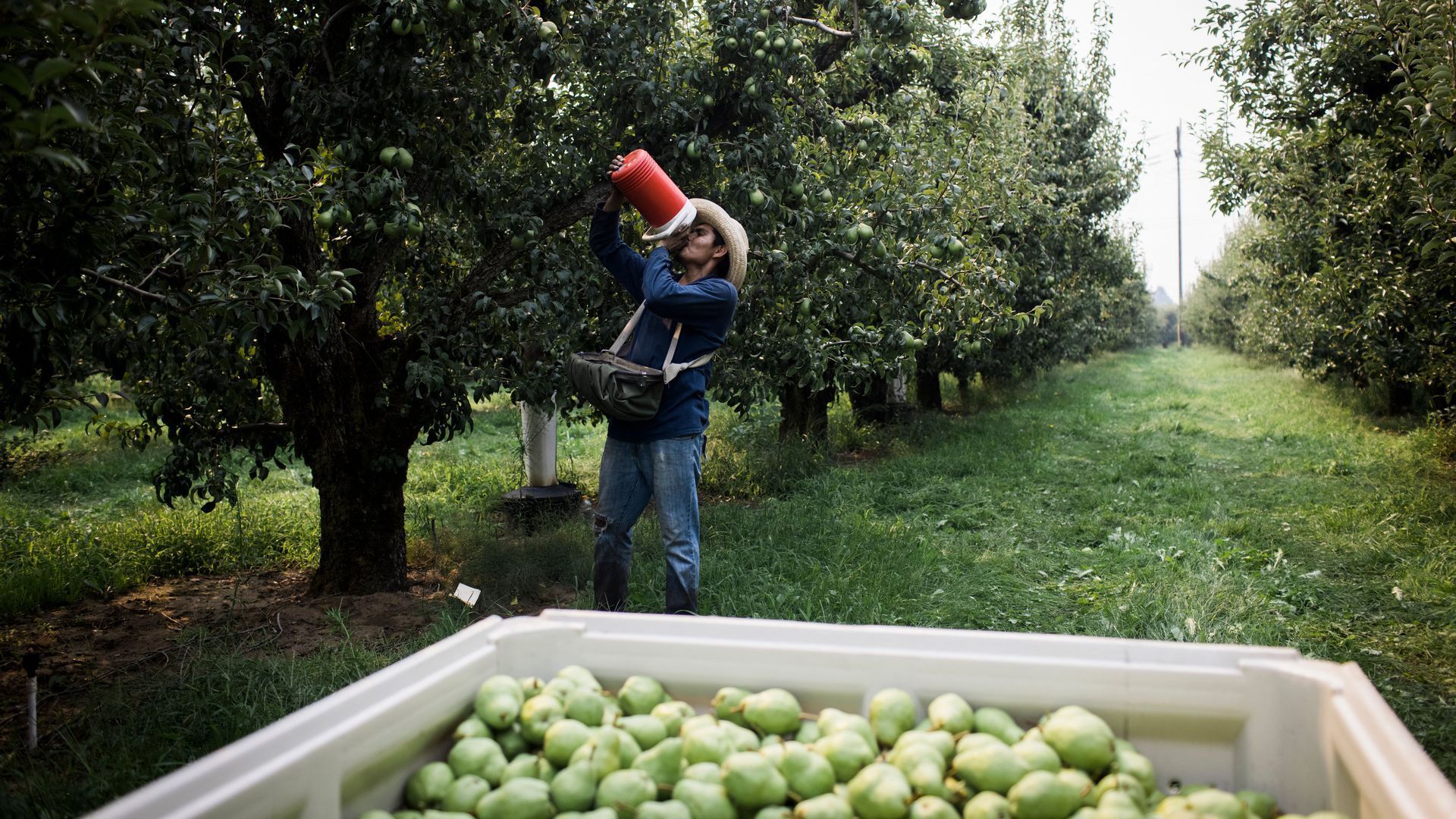 A farm worker drinking water while picking pears in Oregon