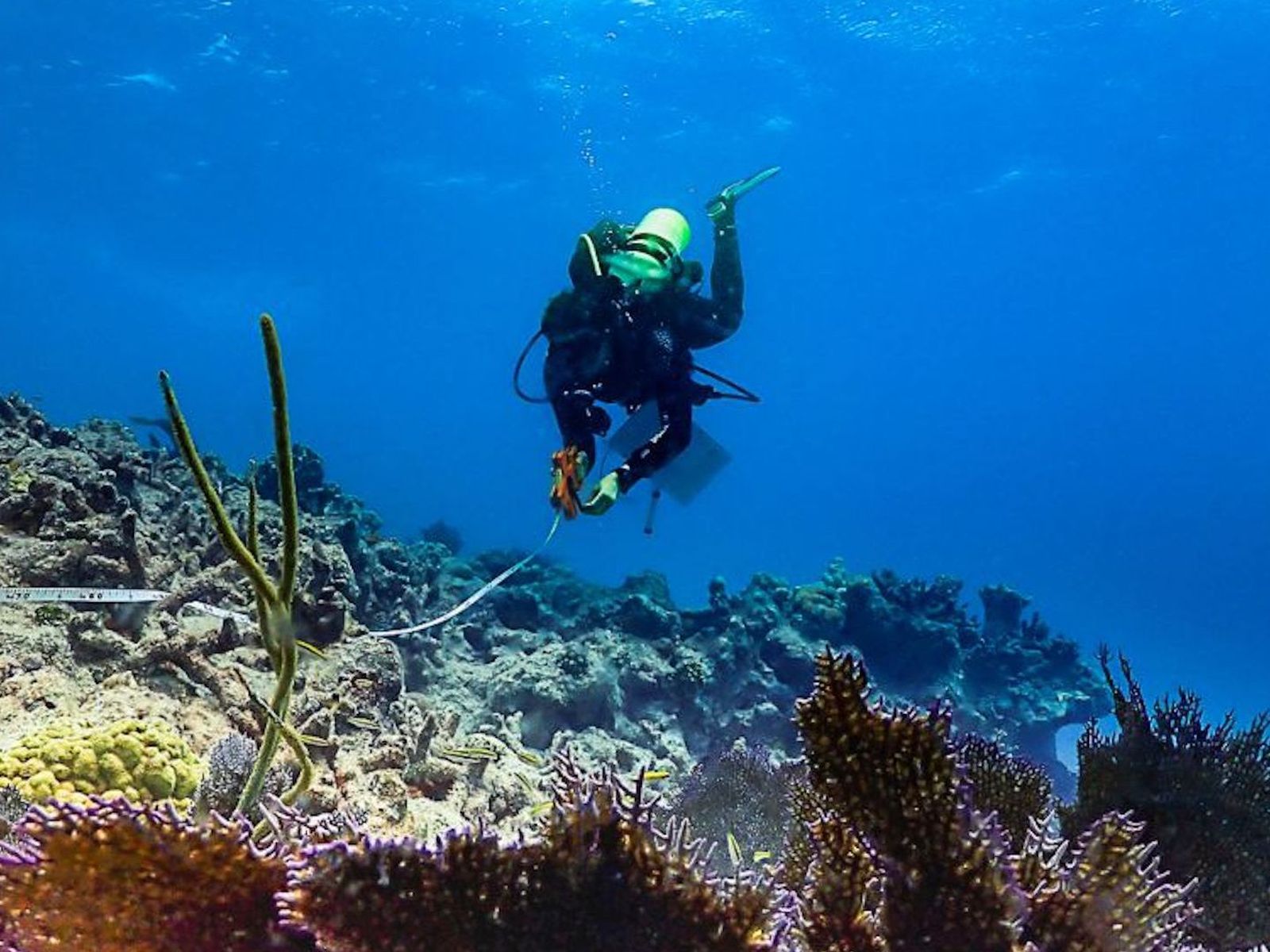 Florida Keys Staghorn Coral, Earth Is Blue Magazine Vol. 4