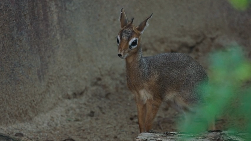 Photos: Cute baby animals at the San Diego Zoo - Axios San Diego