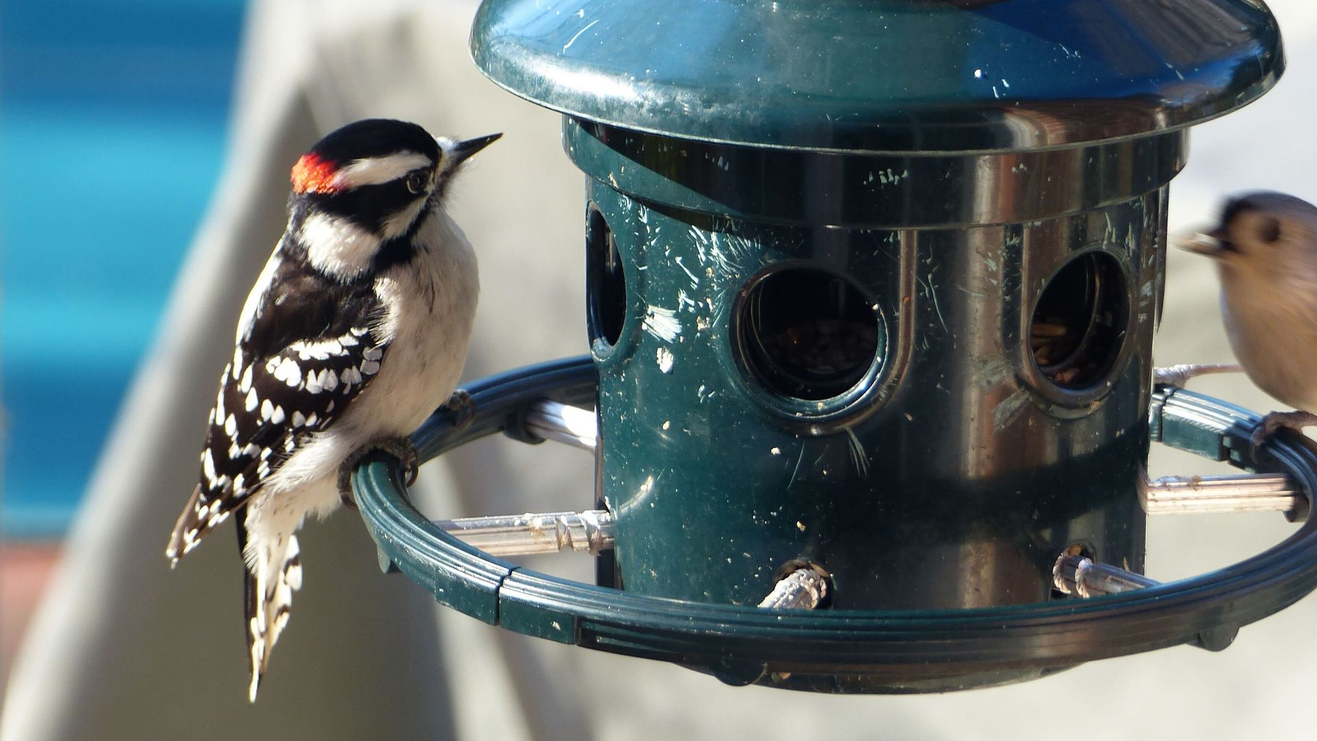 A small black-and-white woodpecker with a red cap perched on a green metal bird feeder with round openings; blue blurred background.