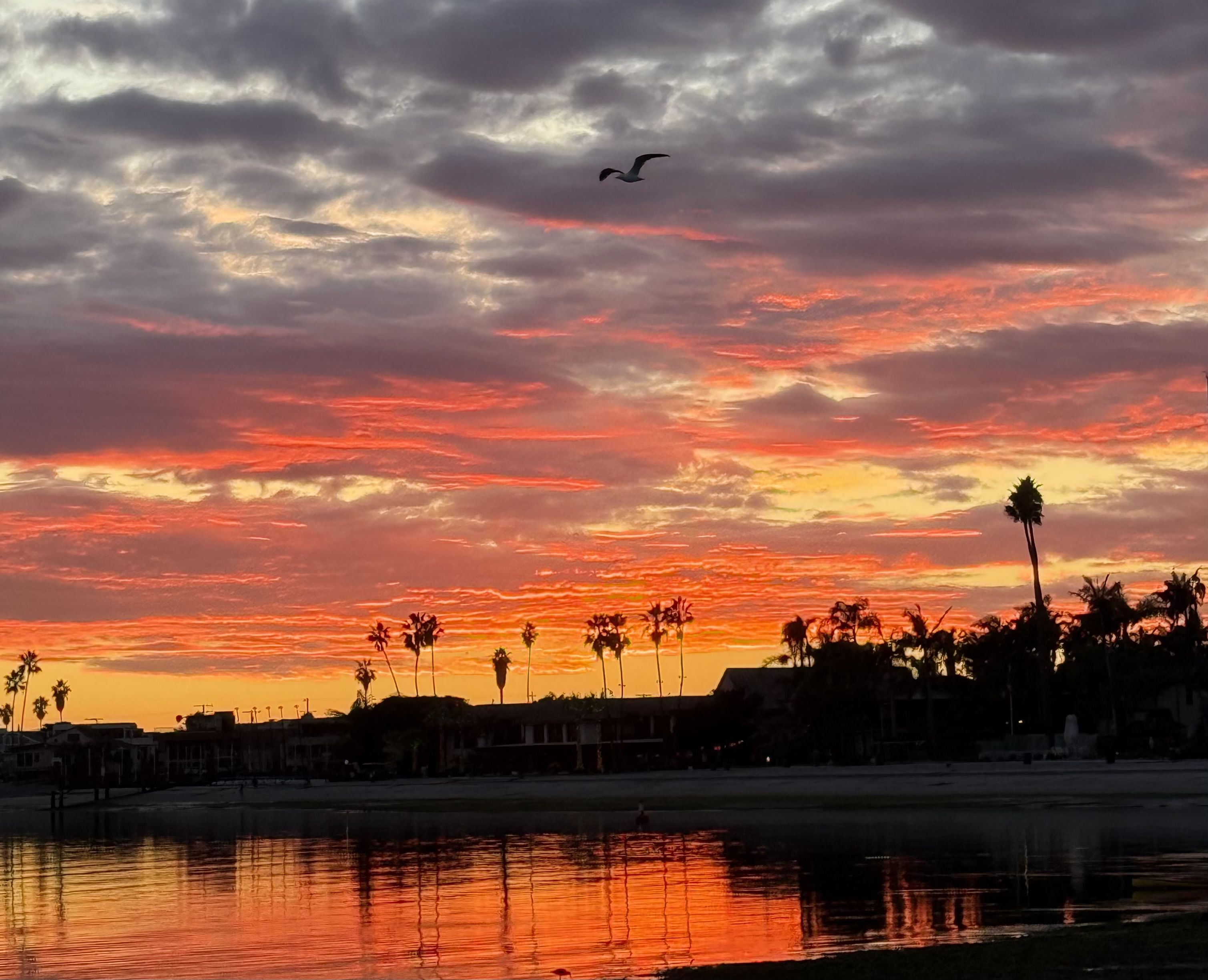 Vibrant orange and yellow sunset over a calm body of water with a row of silhouetted palm trees and buildings in the background, and a bird flying in a cloudy sky.
