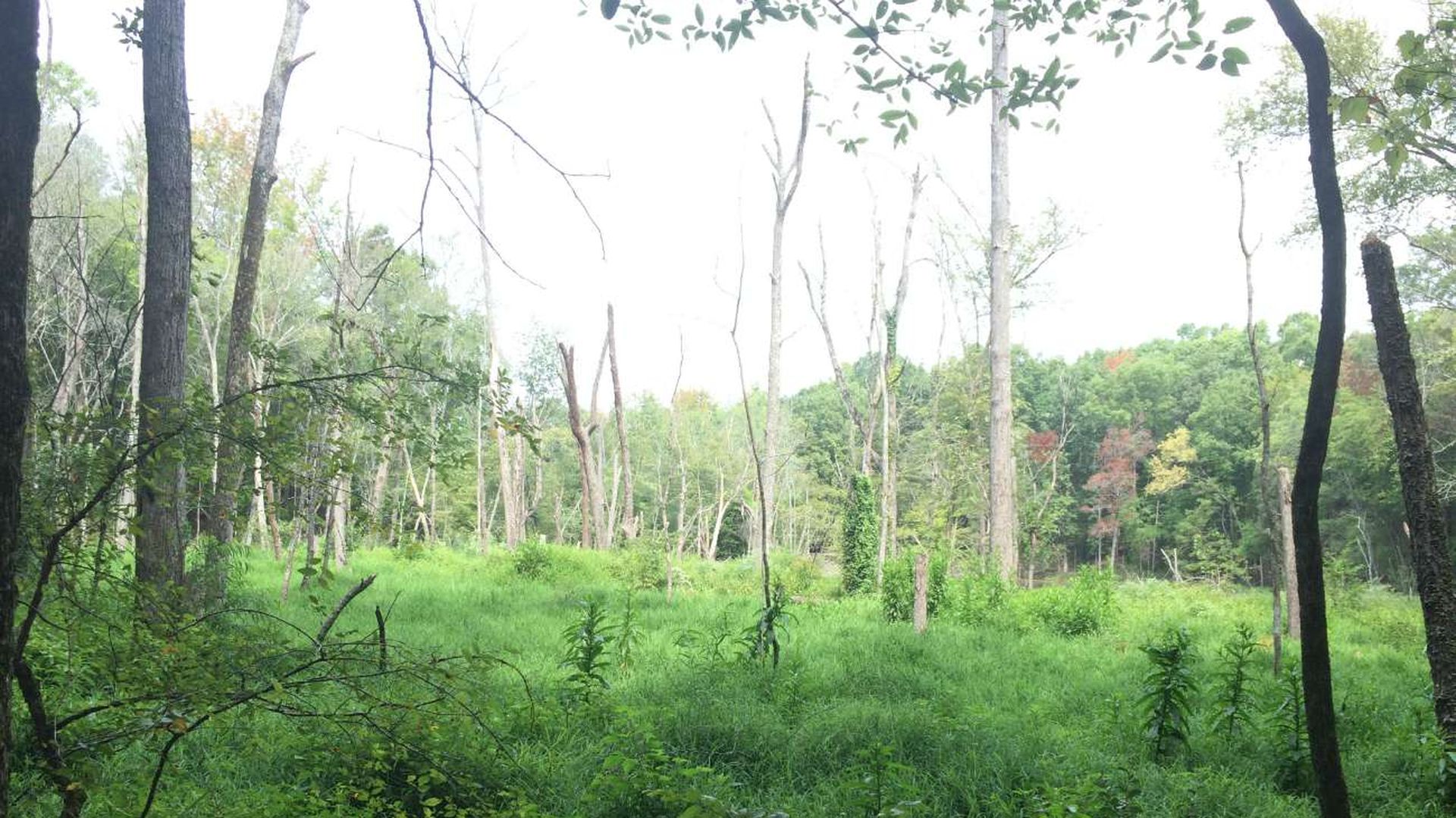 McDowell Nature Preserve