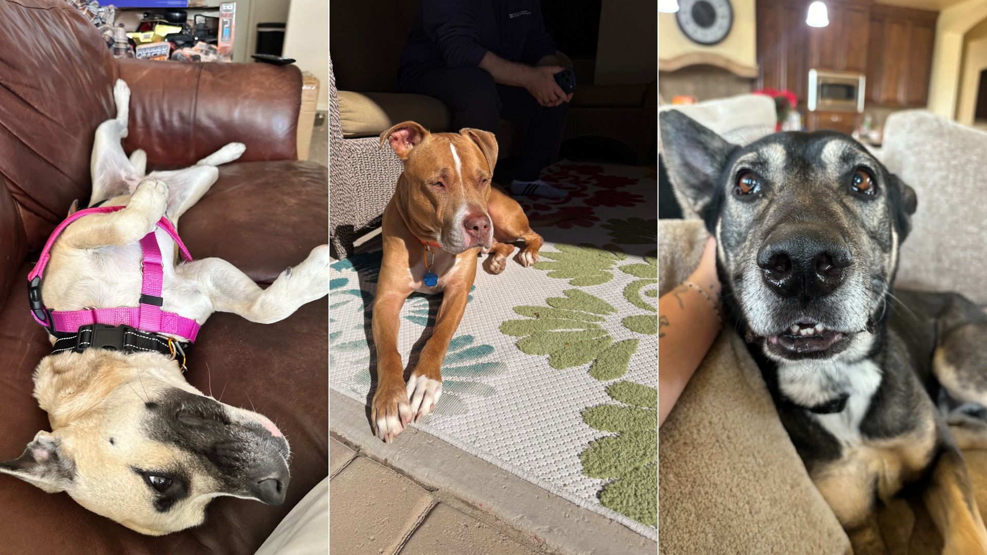 Three photos of dogs: a tan dog with a black muzzle lying on brown leather couch upside down wearing a pink harness; a brown and white dog lying on a floral rug in sunlight; close-up of a black and tan dog on beige couch indoors.