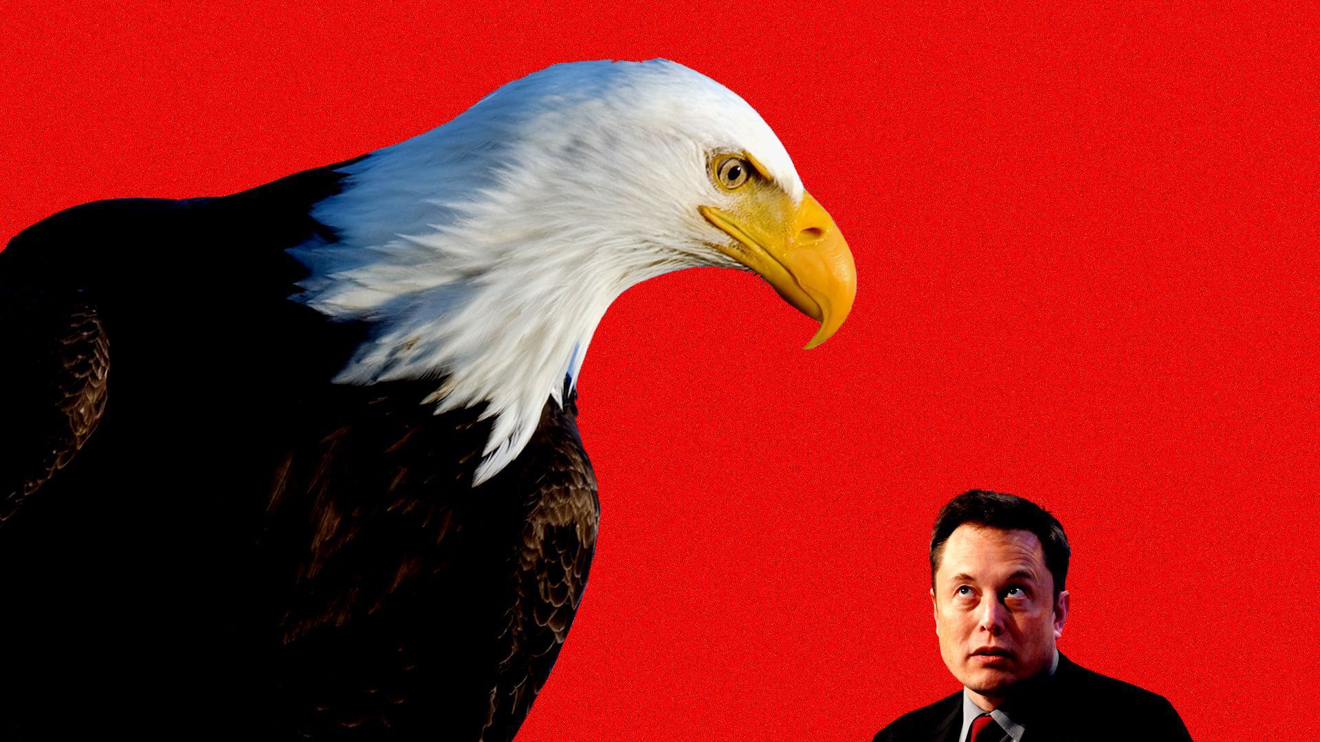 In this illustration, a giant bald eagle stands over Tesla CEO Elon Musk in front of a red background. 