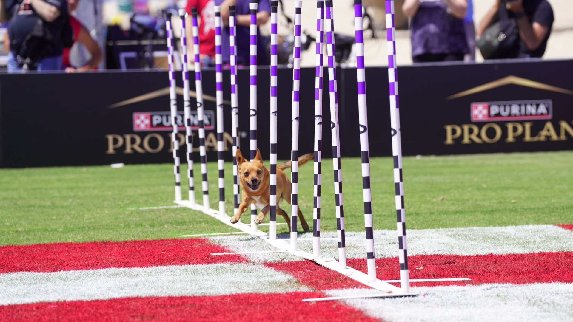 A dog runs between multi colored poles