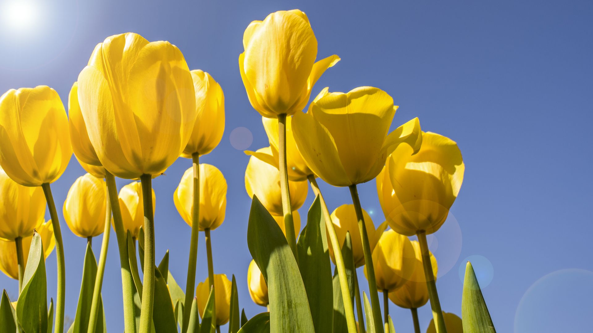 Bright yellow tulips reach toward a clear blue sky as sunlight glows from the left; green stems and leaves frame the blossoms, with soft lens flare.
