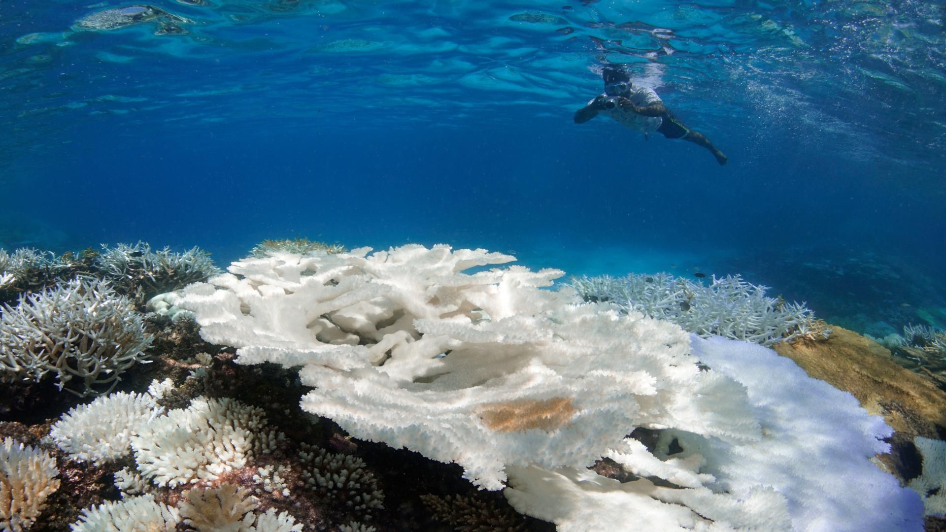 Snorkeler surveying bleached coral in the Maldives in 2016.