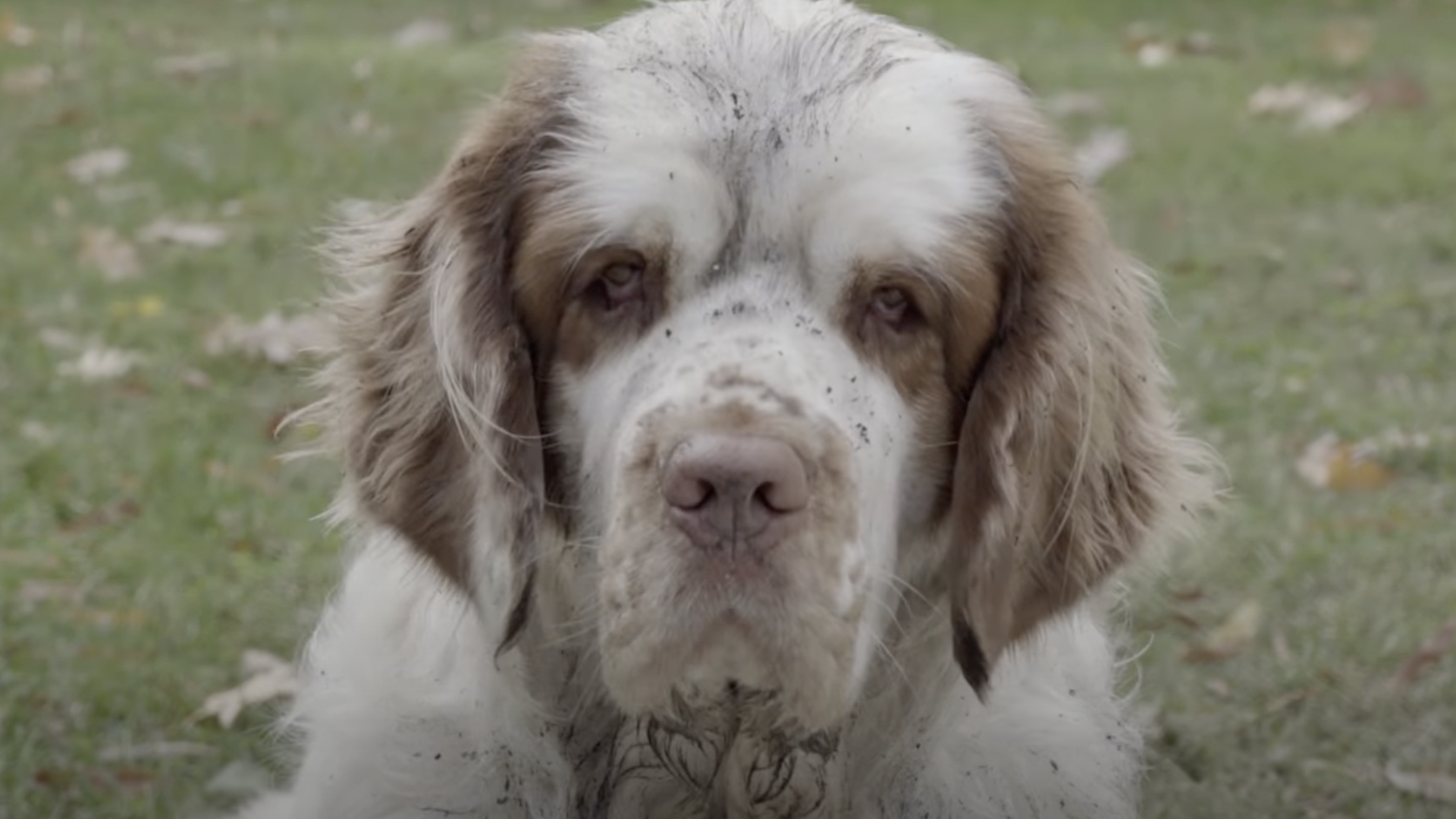 A dirty, sad looking dog