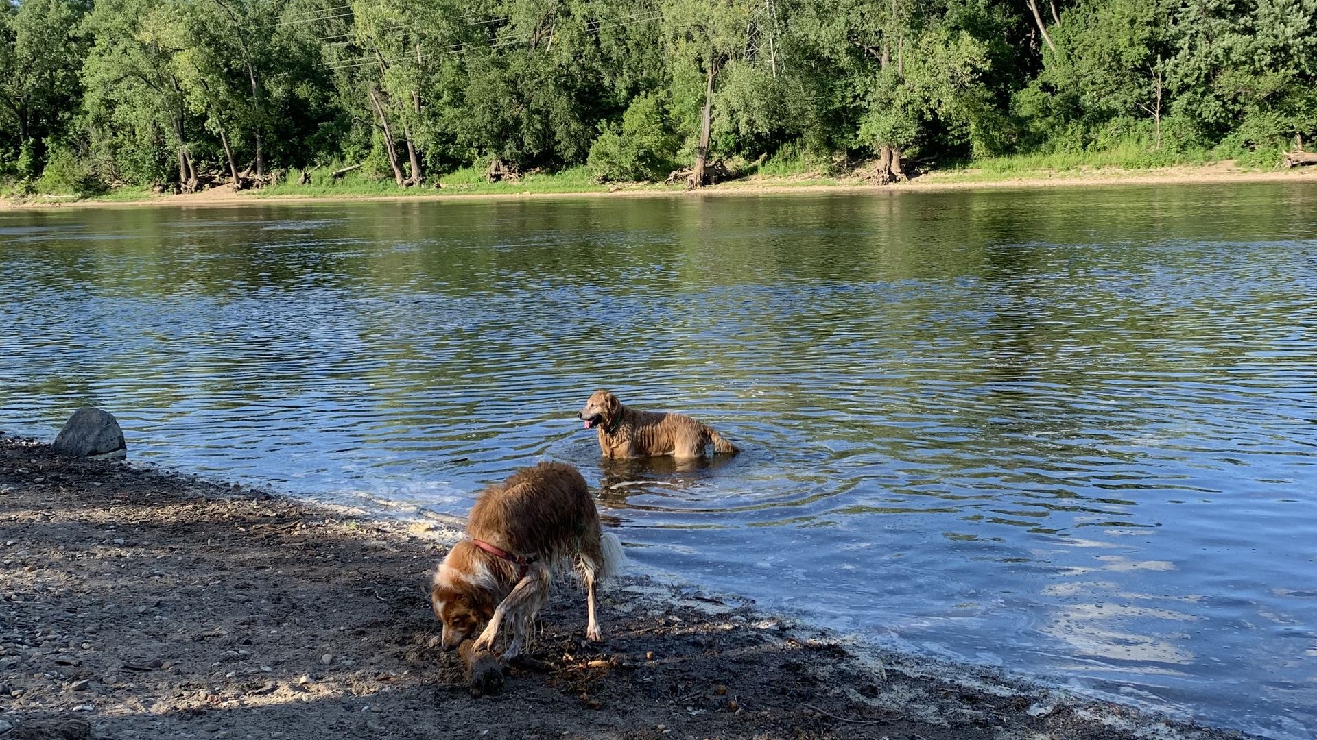 Two golden retrievers play in the river 
