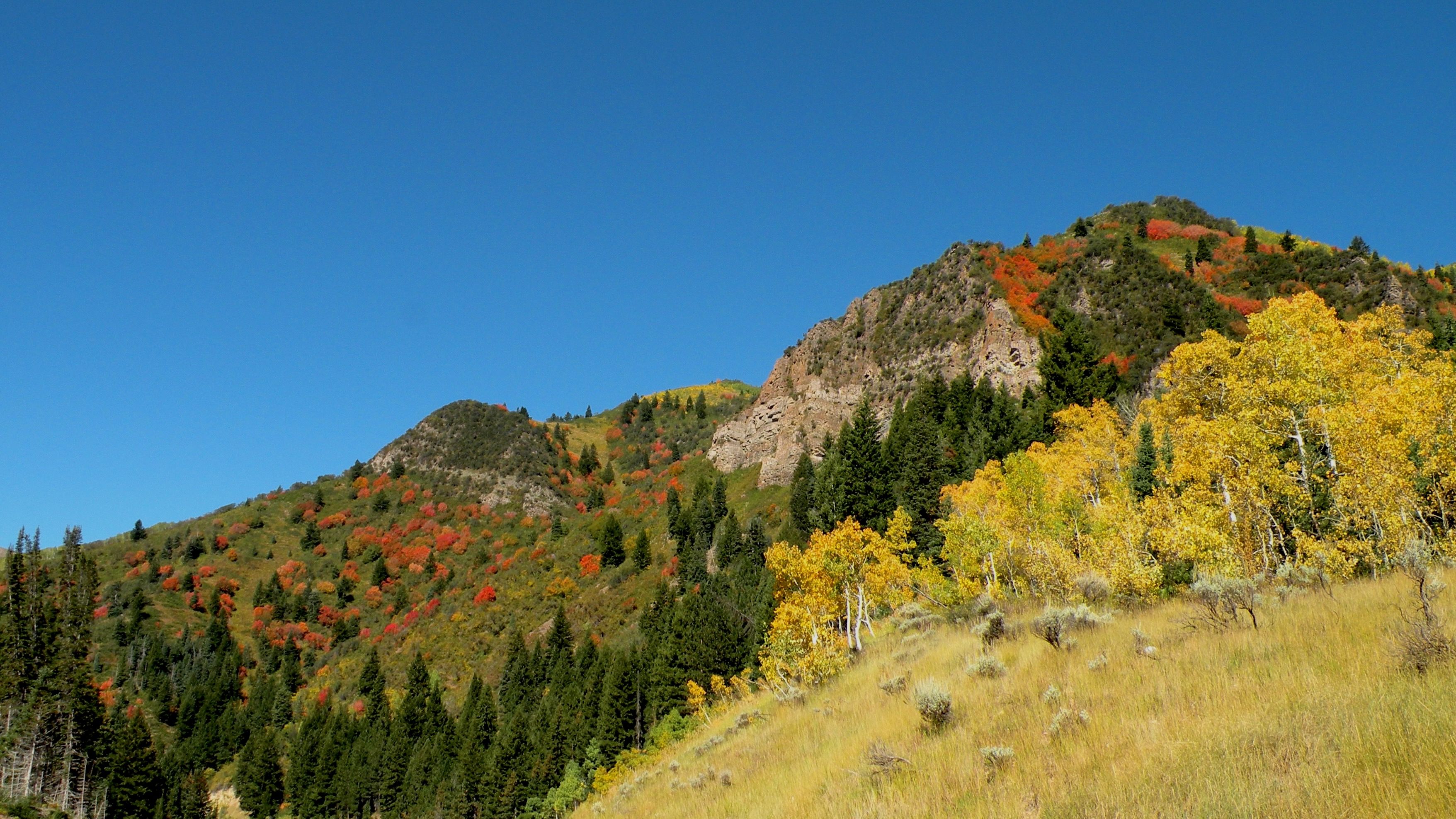 Leaves change colors on a mountain in fall.