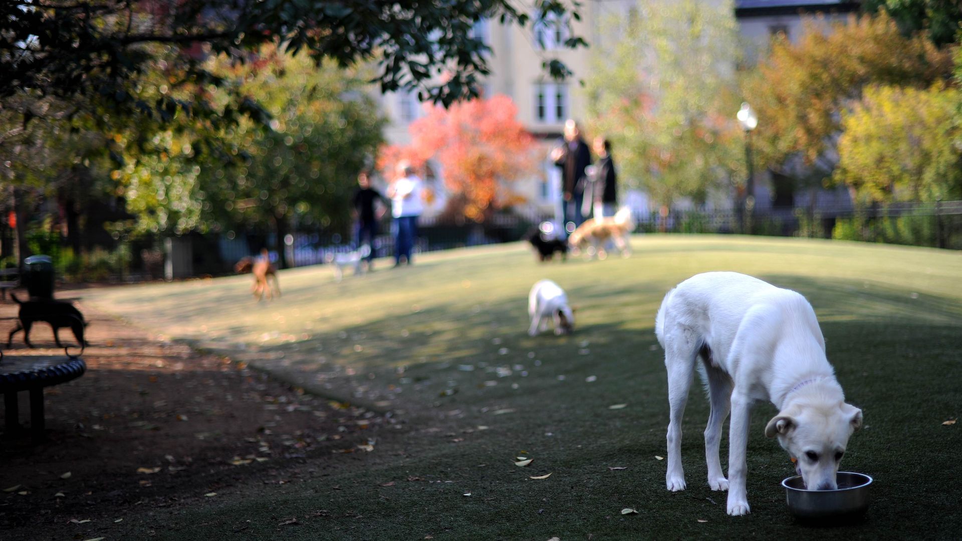 A dog drinks out of a water bowl at a park