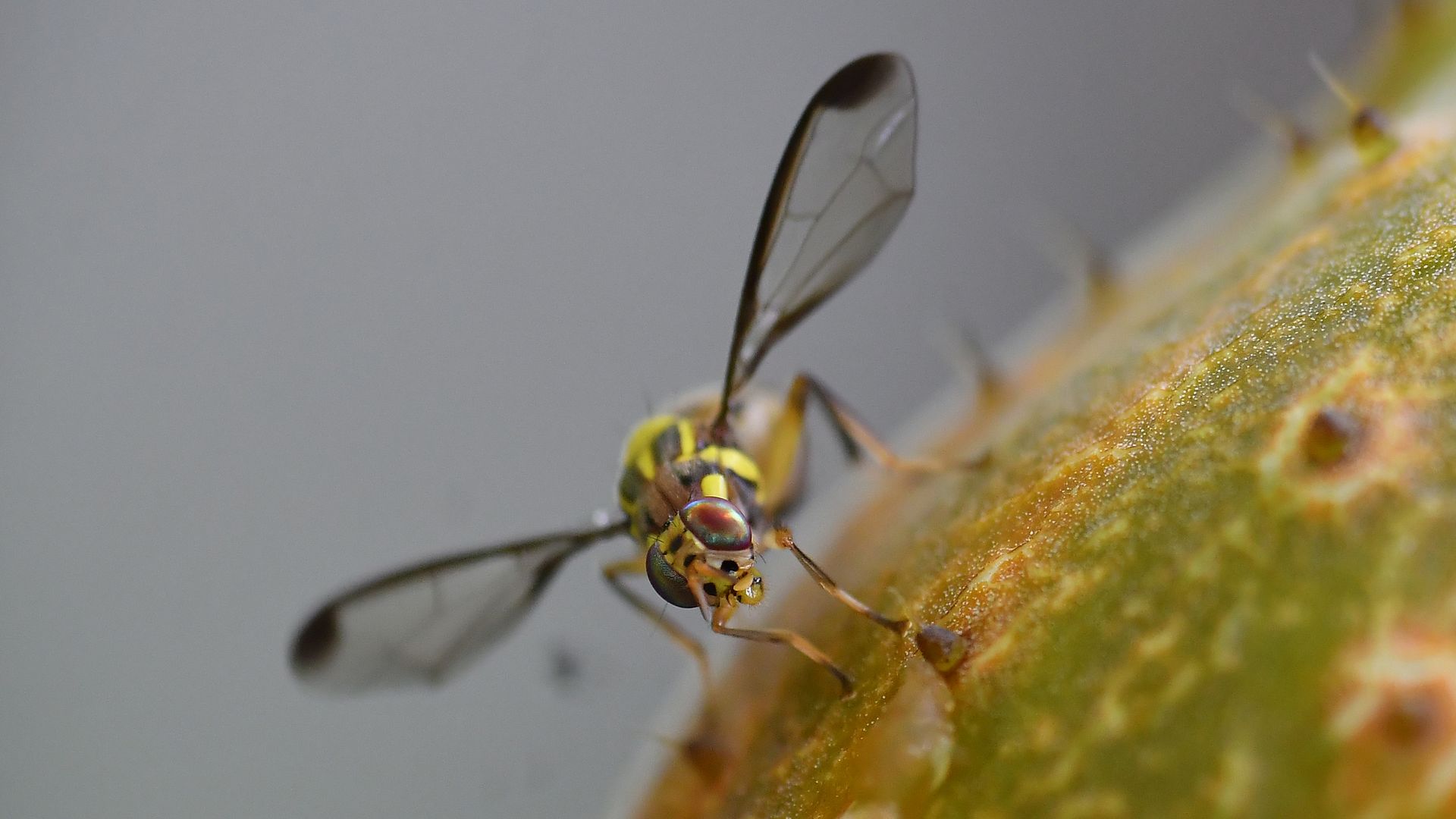 An oriental fruit fly is viewed up close in a macro shot in Nagaon district, Assam, India, on May 26, 2025. 