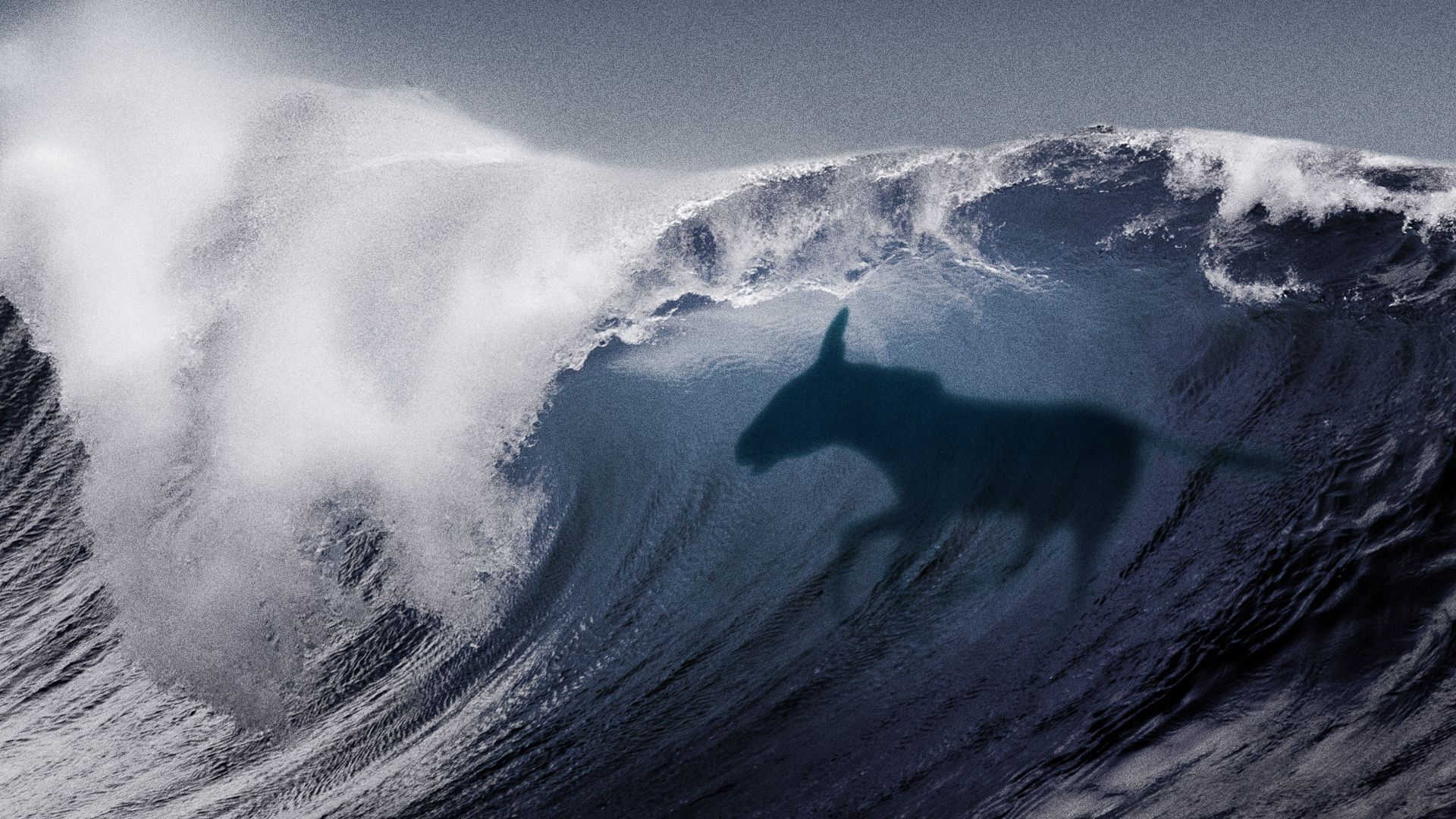 Illustration of a donkey's silhouette inside a tsunami wave.