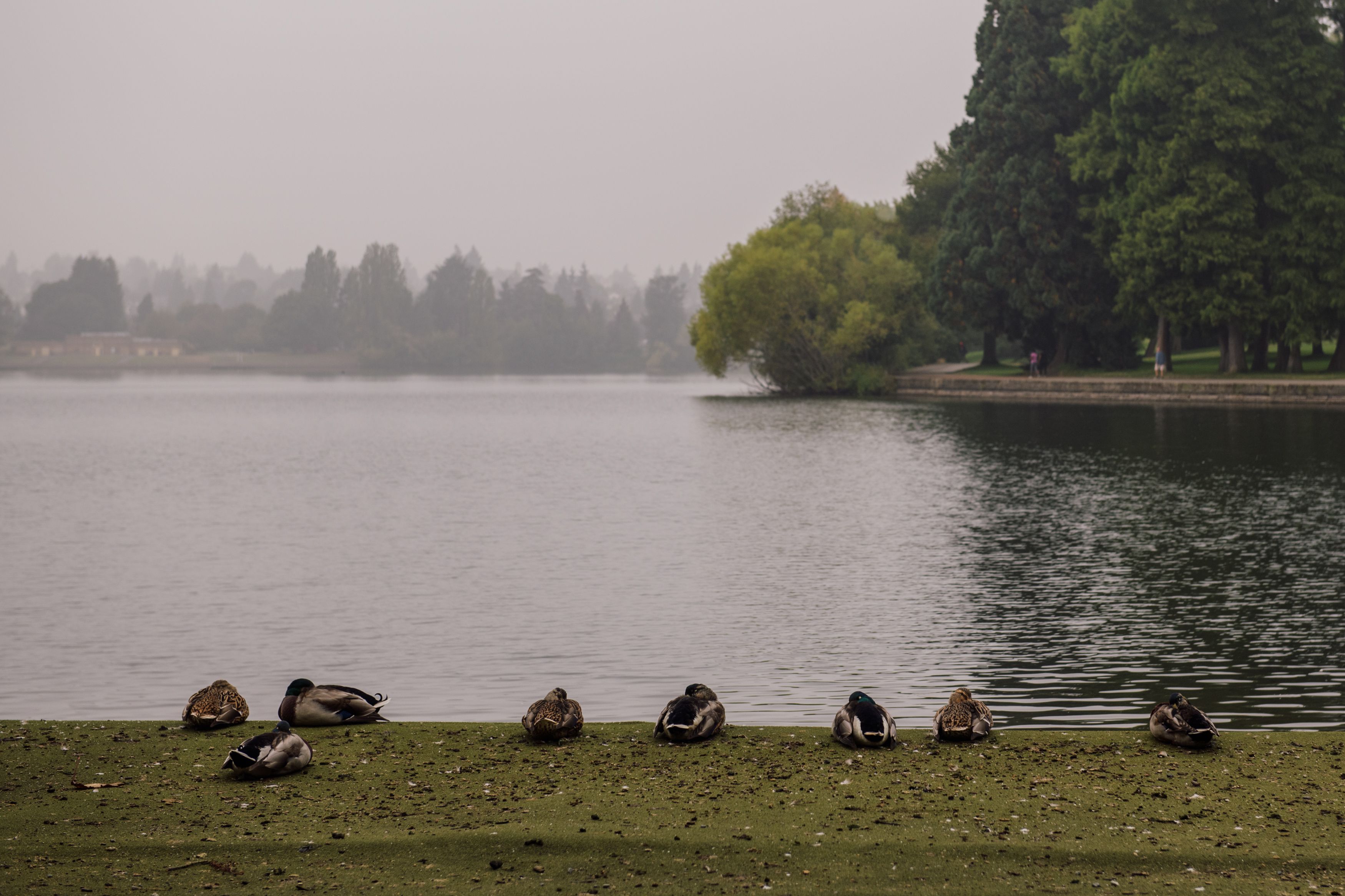 About eight ducks sit in a row on a green embankment on the edge of a lake, looking out into a distance that is hazy and smoky over the lake.