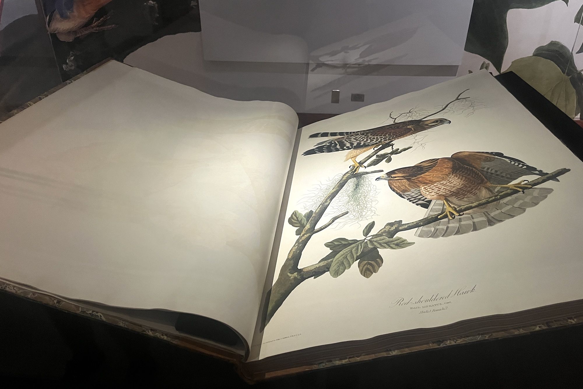 Large book opened to a page with detailed drawings of birds on tree branches.