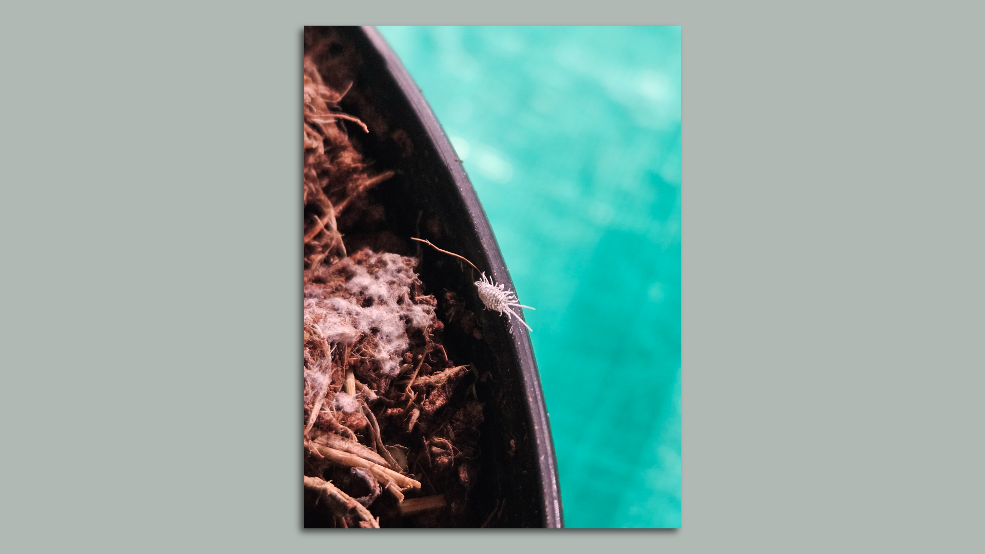 A mealybug seen on the lip of a plastic planter of a houseplant. 