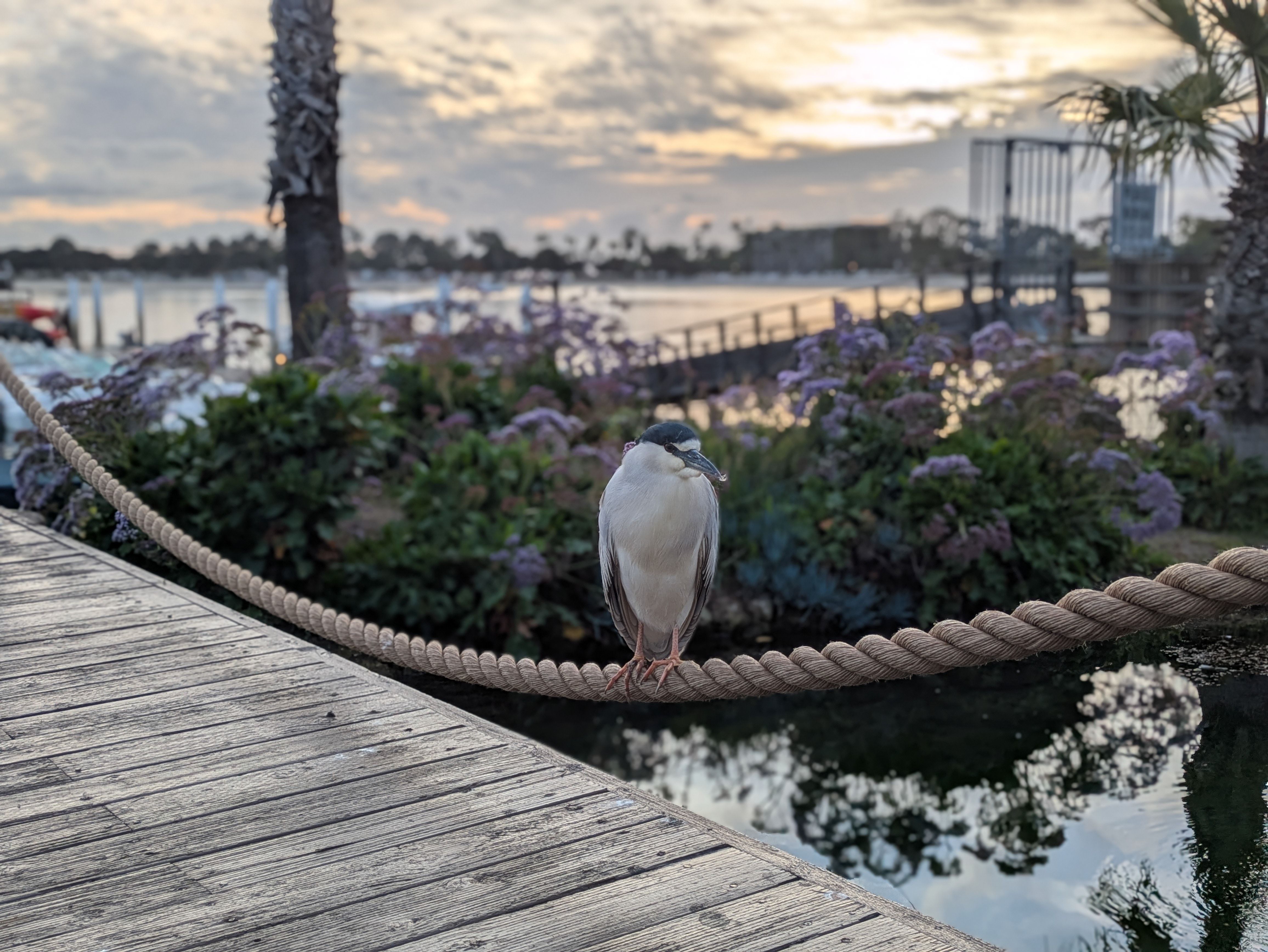 A white and black bird perches on a thick rope above water, with a wooden dock, green bushes, purple flowers, palm trees, and a sunset sky in the background.
