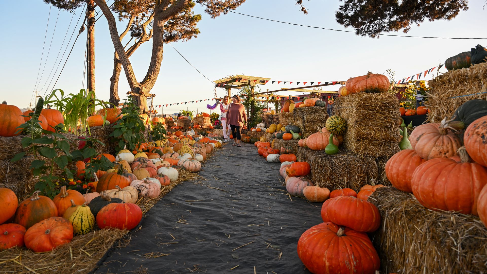 Photo of people walking down a path surrounded by colorful pumpkins on both sides