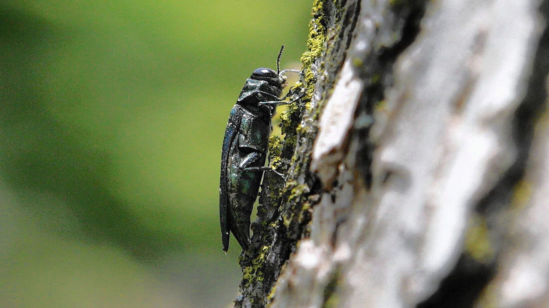 A photo of an emerald ash borer