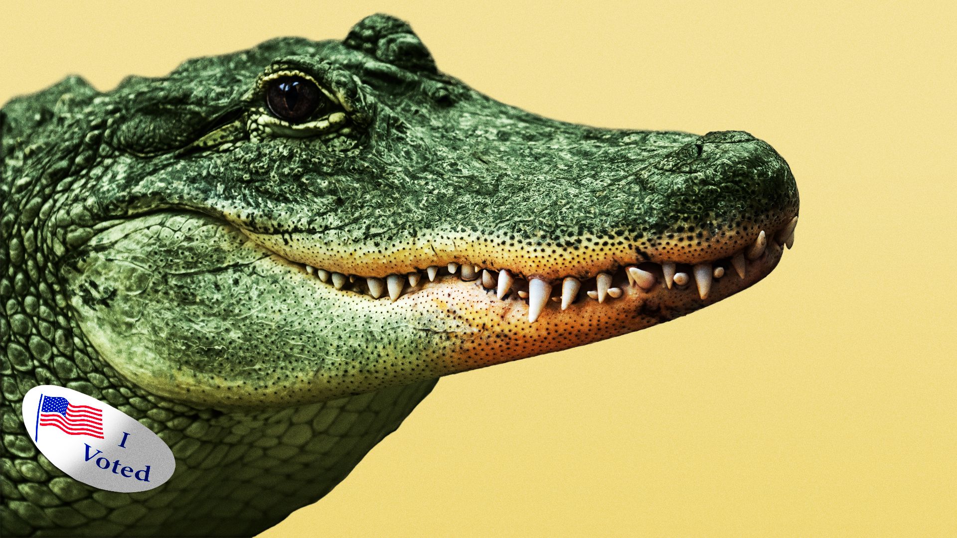 Illustration of an alligator wearing an "I Voted" sticker.