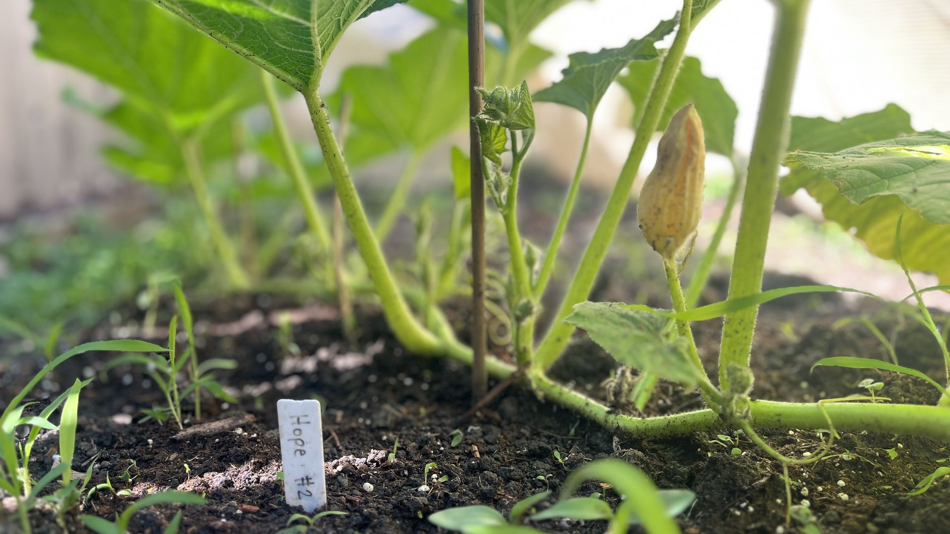 Close-up of a cucumber-family plant in a garden bed: green stems, broad leaves, a pale fruit near the soil, and a slim stake with a white plant marker in the dirt.