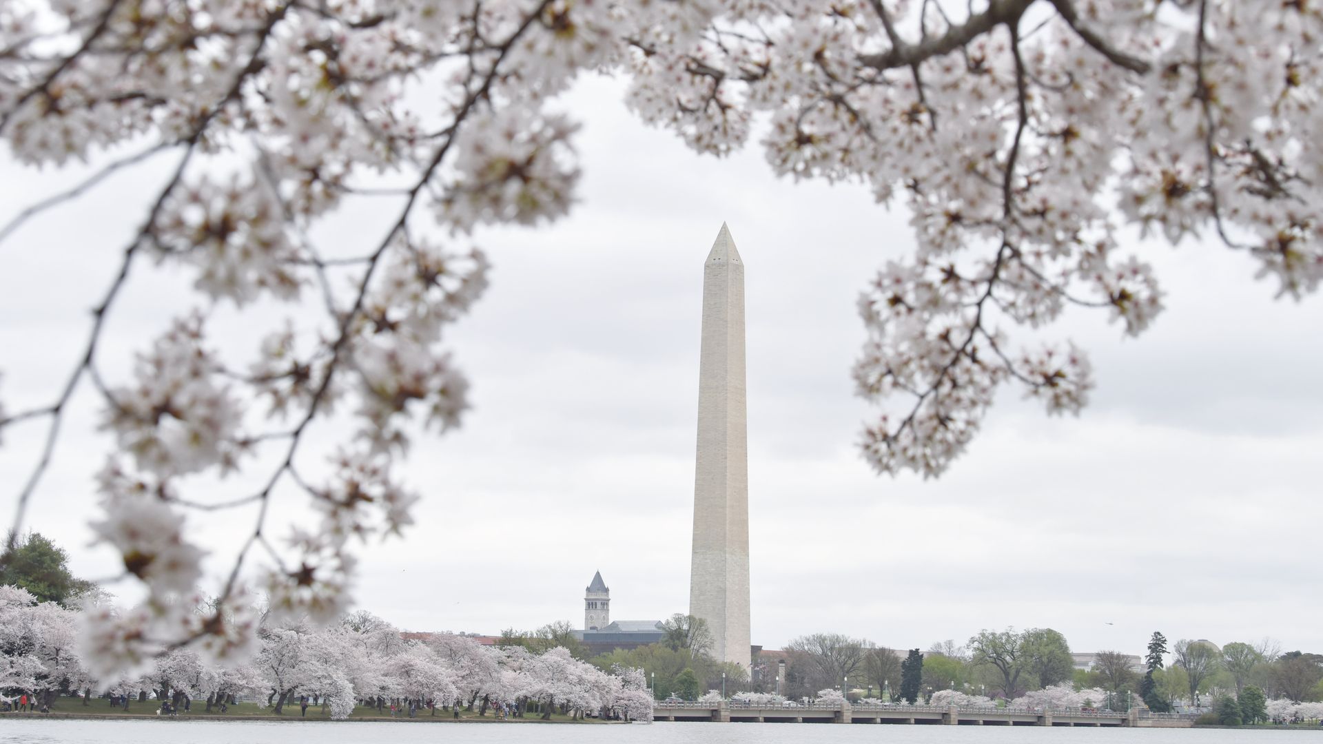 cherry blossom tree framing the washington monument in dc