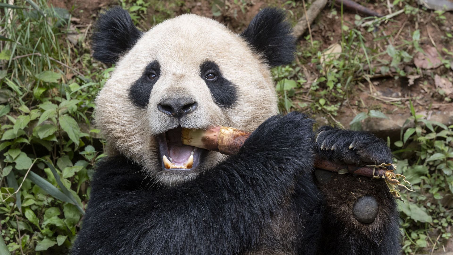 Yun Chuan, a giant panda headed to San Diego, eats bamboo