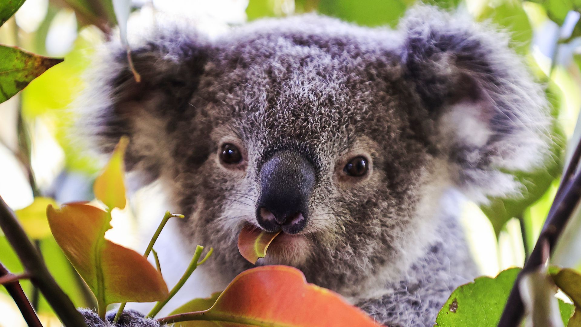 A baby koala at Wild Life Sydney Zoo in Sydney, Australia.