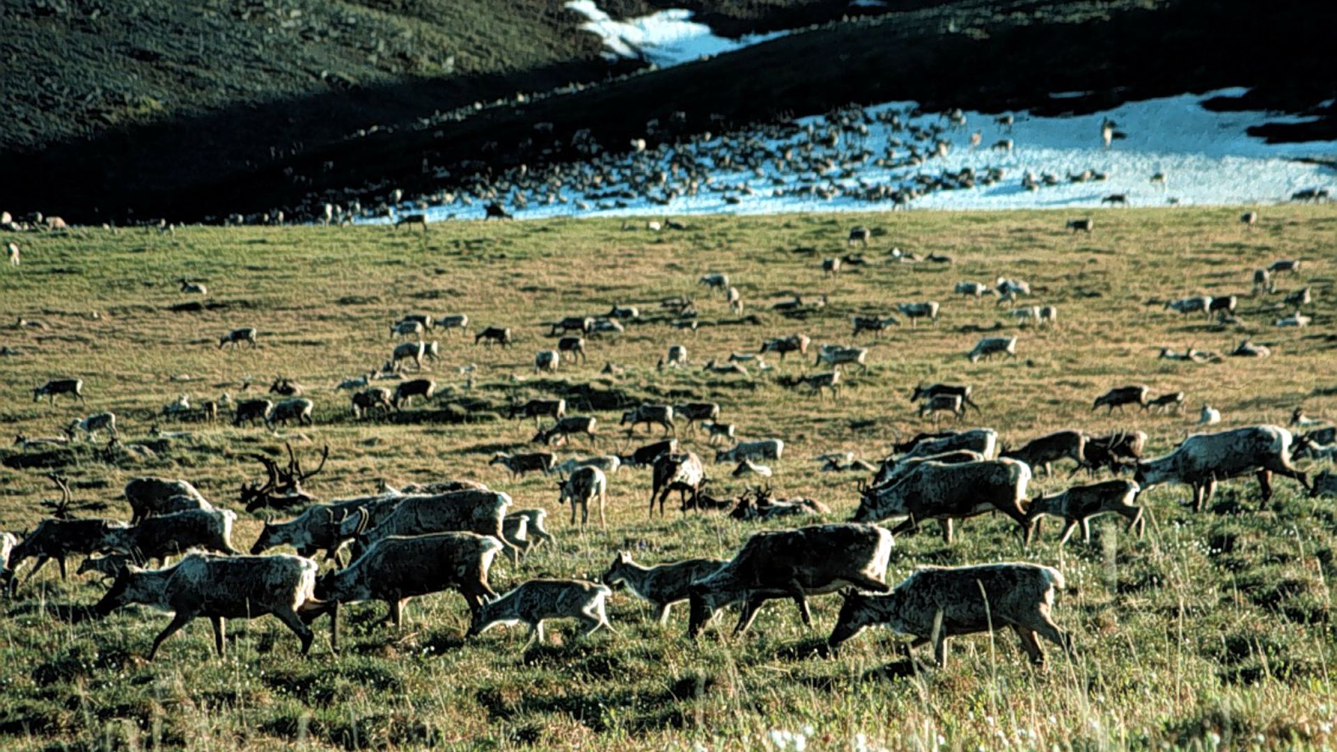Caribou graze in the Arctic National Wildlife Refuge