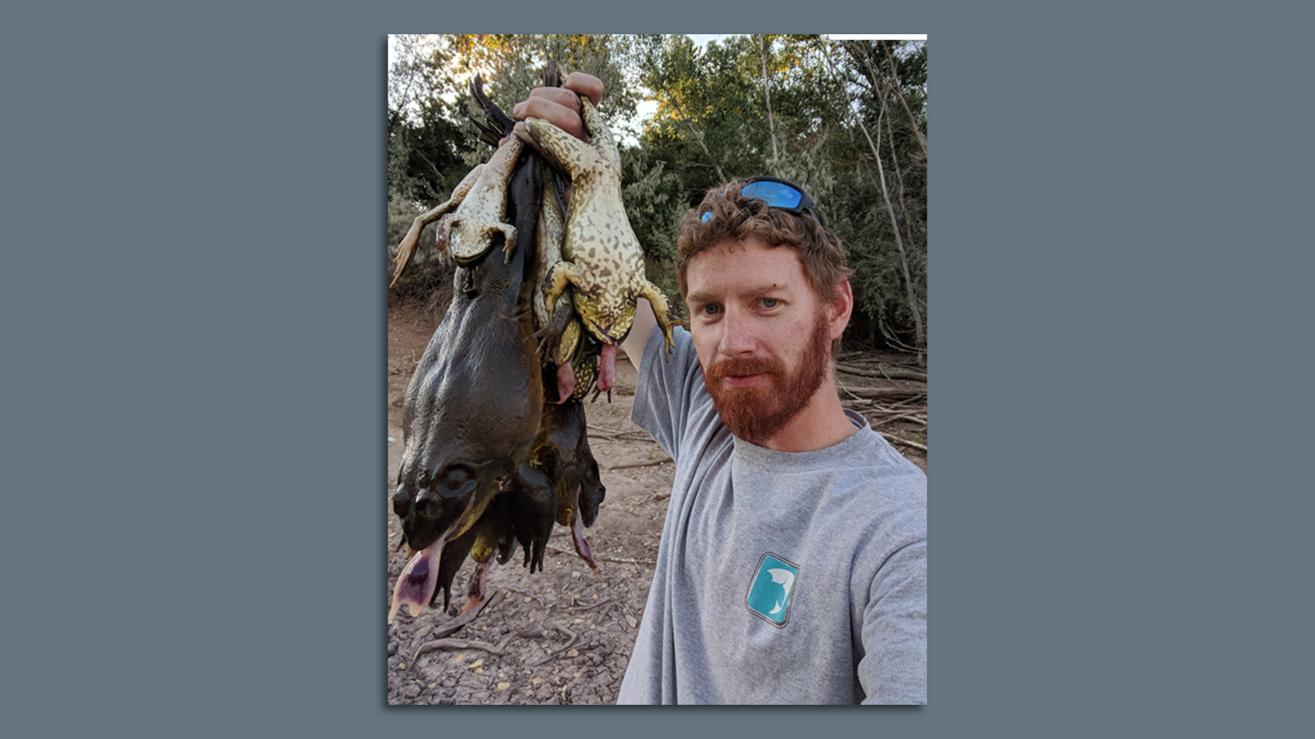 A man holds six large bullfrogs by the legs. Photo via the Utah Department of Natural Resources