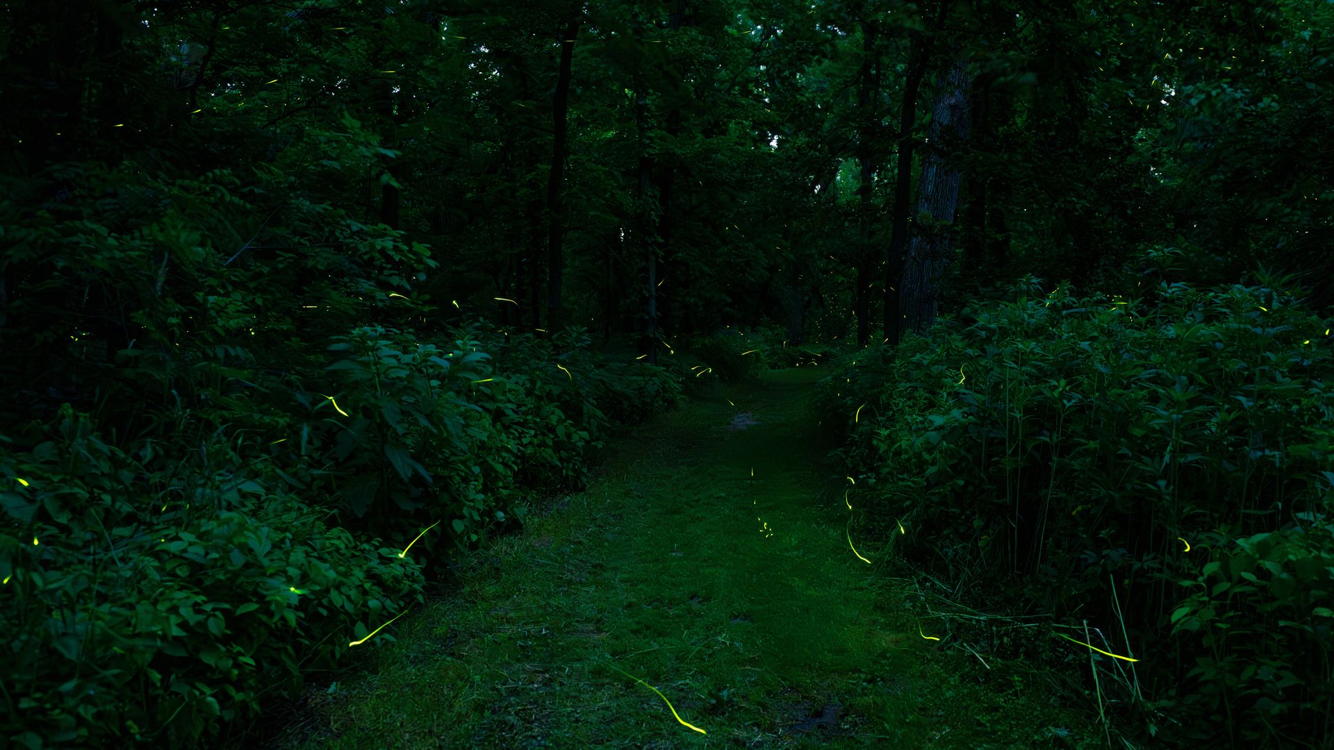 Fireflies moving in Walnut Woods