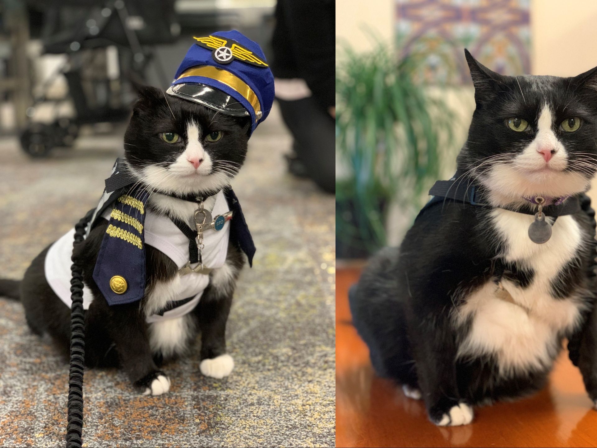 Police Cat