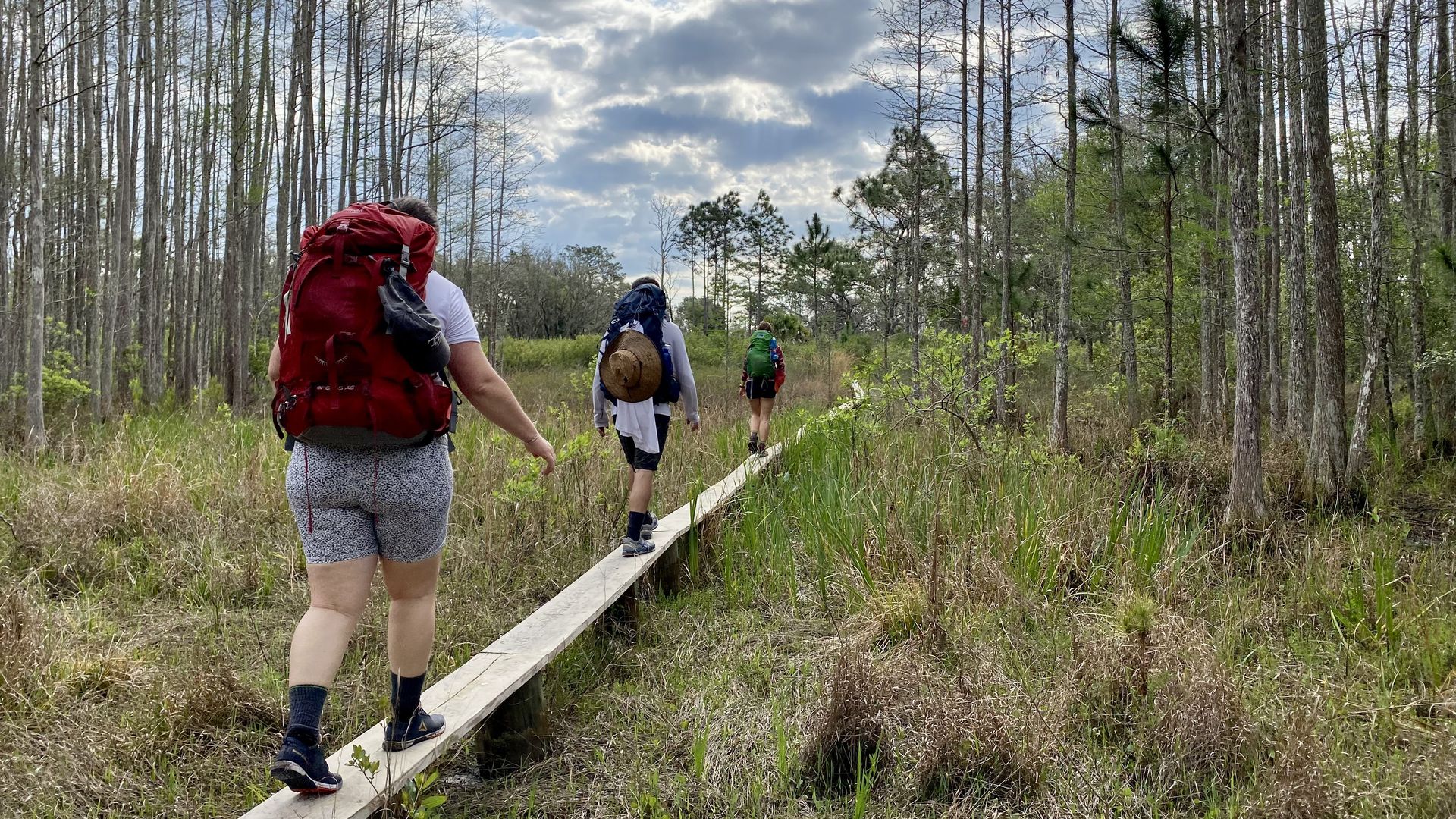 Hikers cross a boardwalk through the Green Swamp.