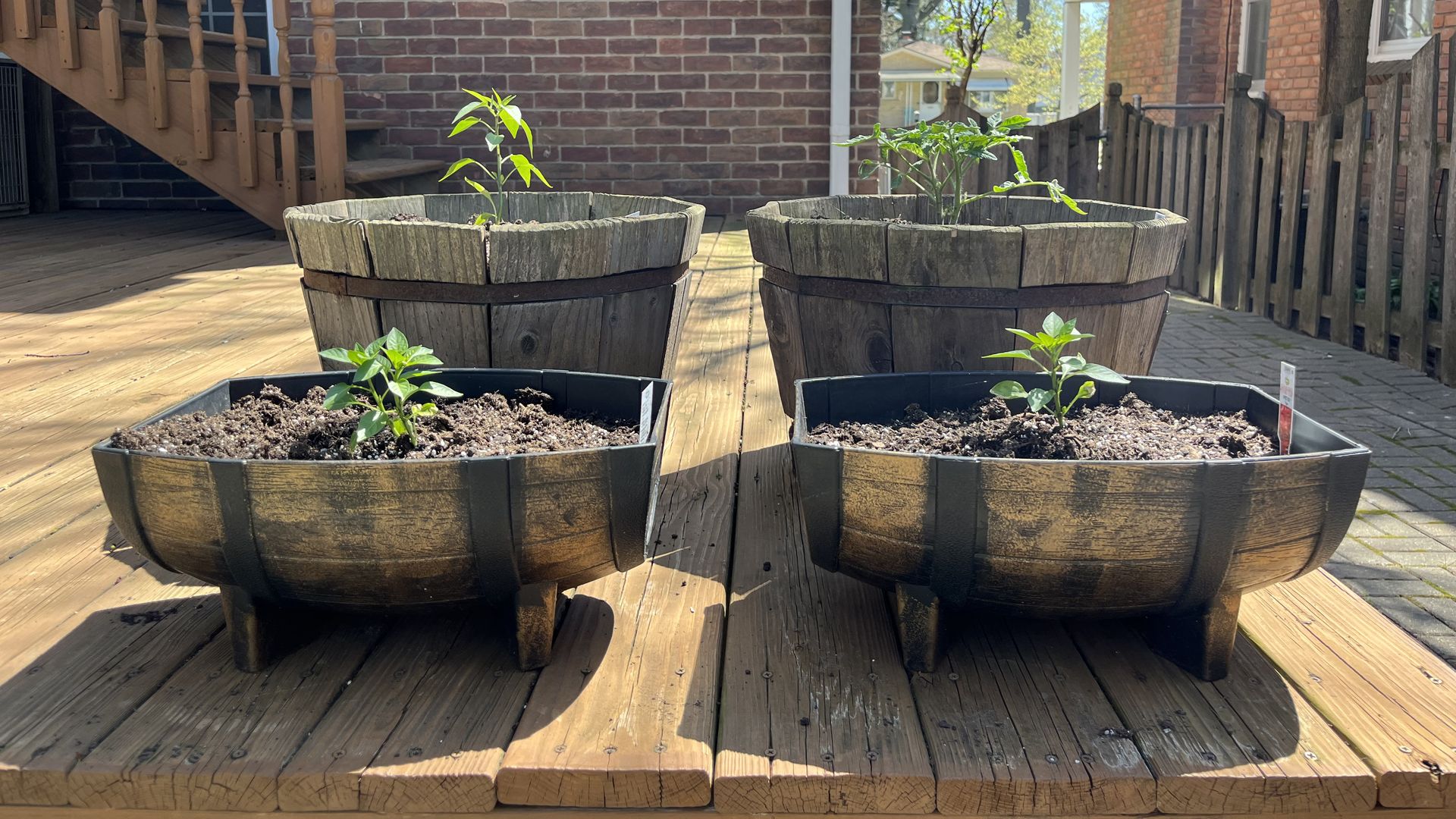 The first family of my backyard — tomatoes and peppers. 